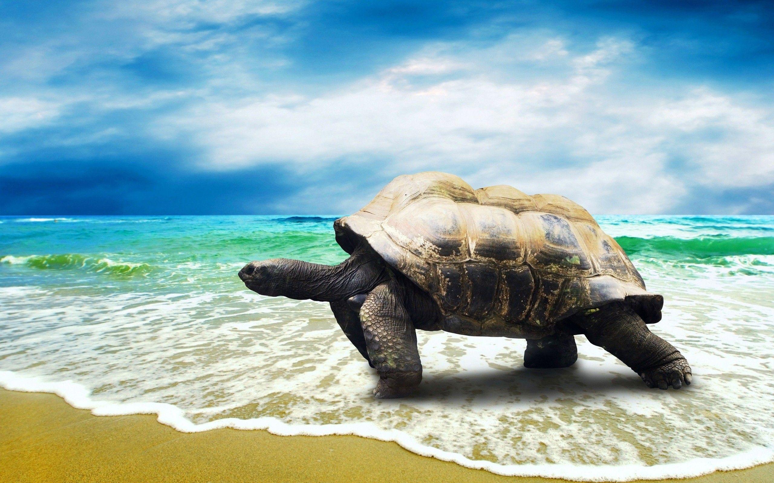 2560x1600 Turtle HD Background