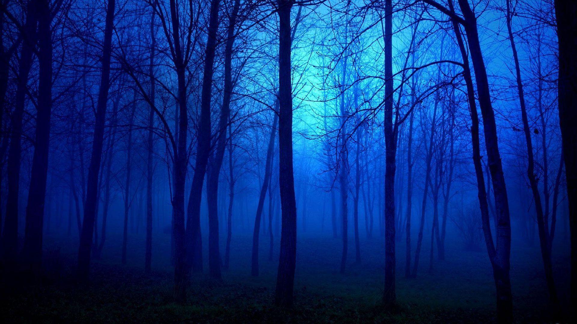 Night Time Forest Wallpapers - Top Free Night Time Forest Backgrounds -  WallpaperAccess