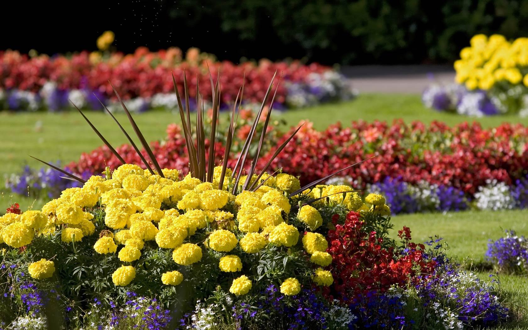 1680x1050 flower garden wallpaper, free downloads wallpaper, free