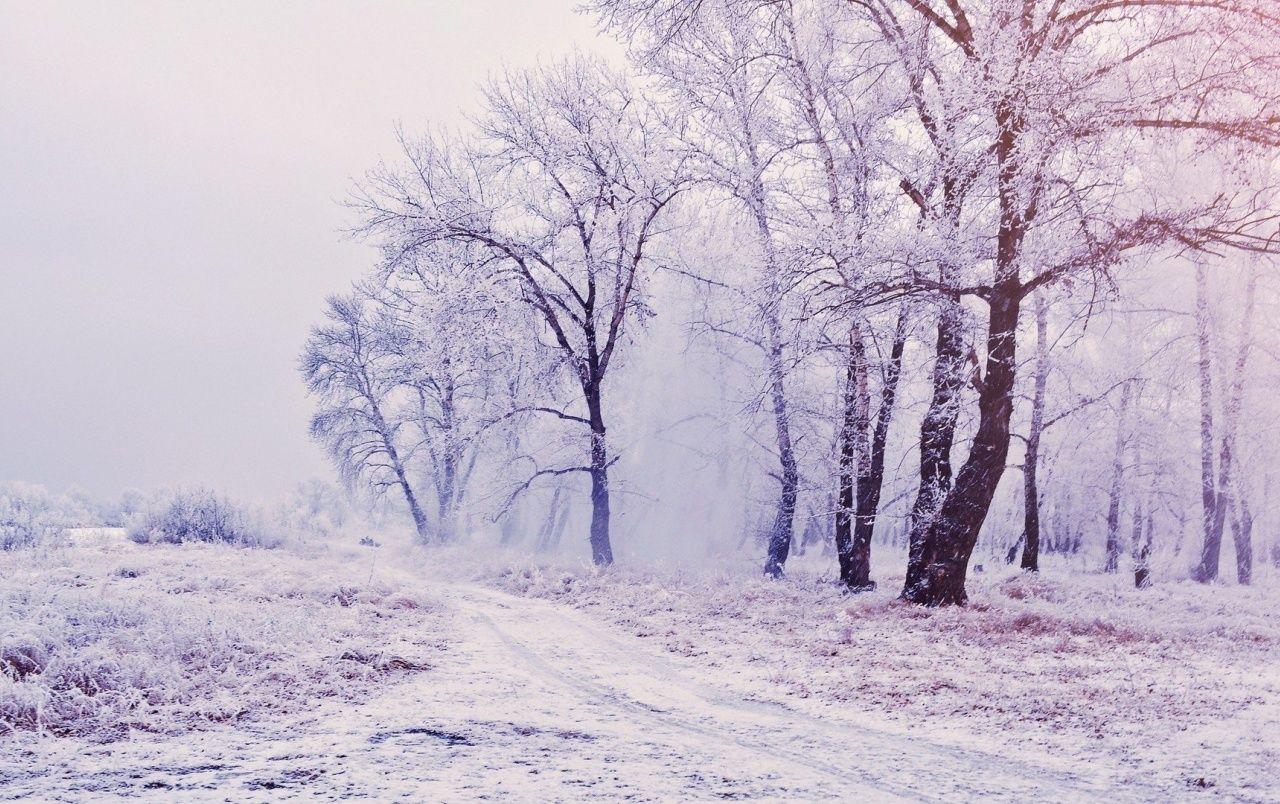 1280x804 Pretty Winter Forest & Path wallpaper. Pretty Winter Forest & Path