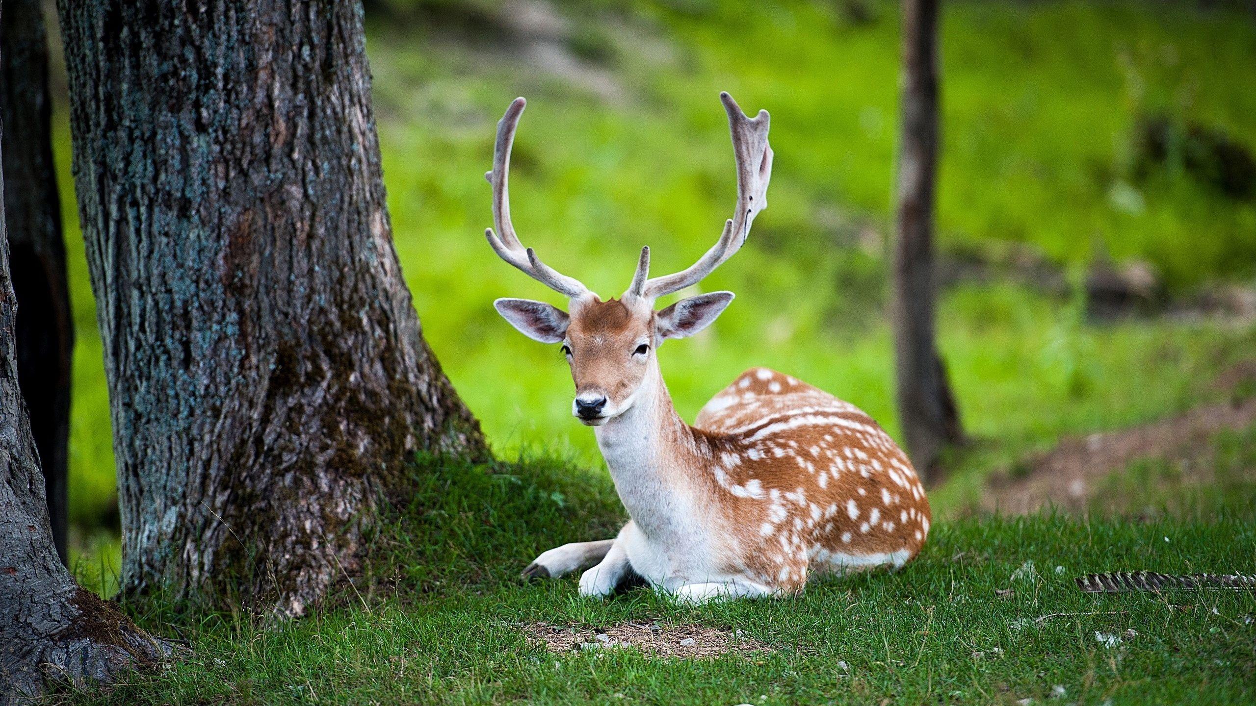 2560x1440 Download wallpaper 2560x1440 deer, tree, lie, color, forest