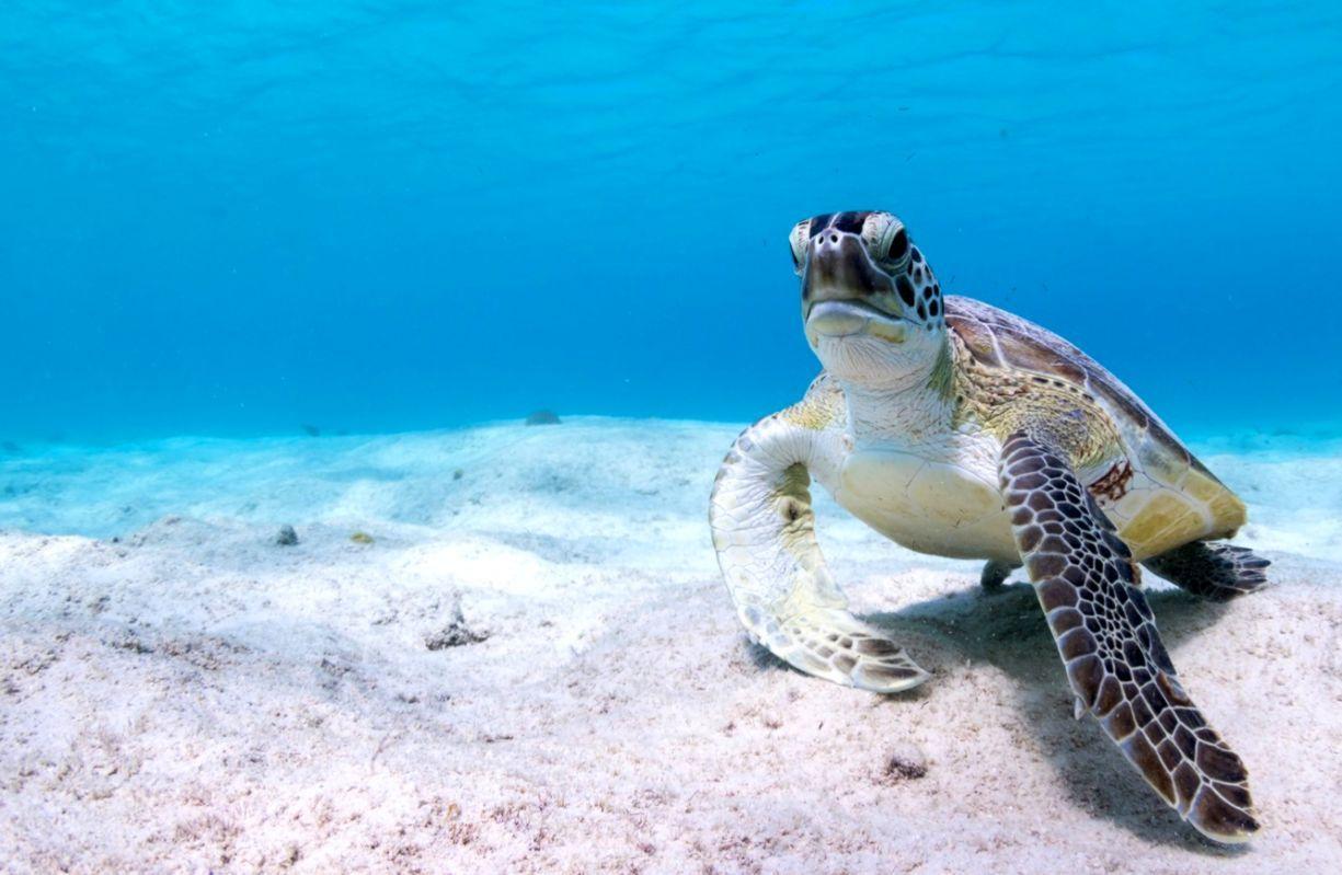 1225x799 Underwater Sea Turtle Wallpaper