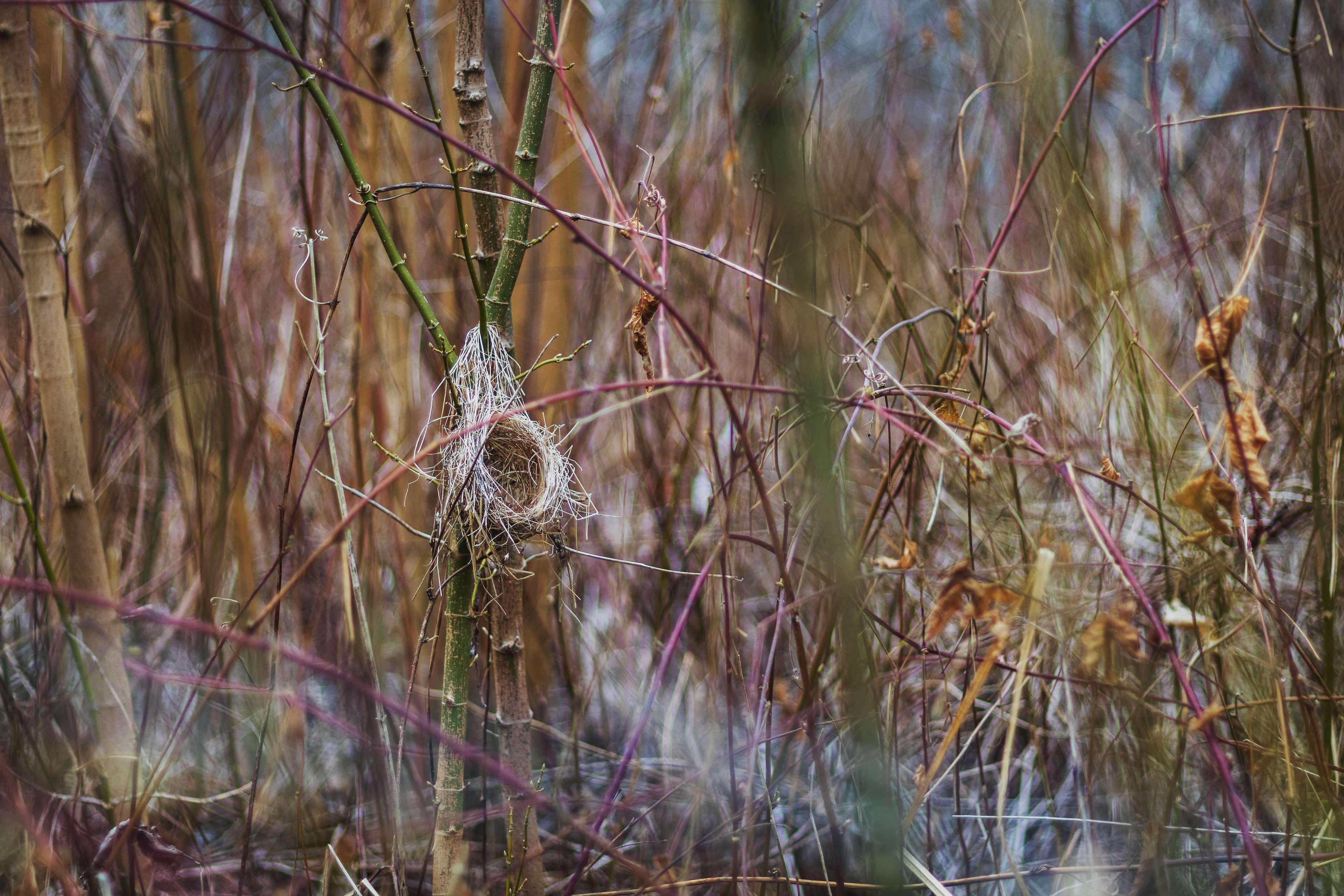 3840x2560 bird nest, color, forest, nest 4k wallpaper