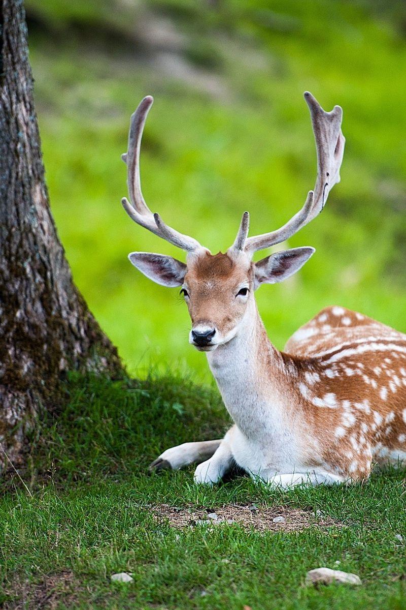 800x1200 Download wallpaper 800x1200 deer, tree, lie, color, forest