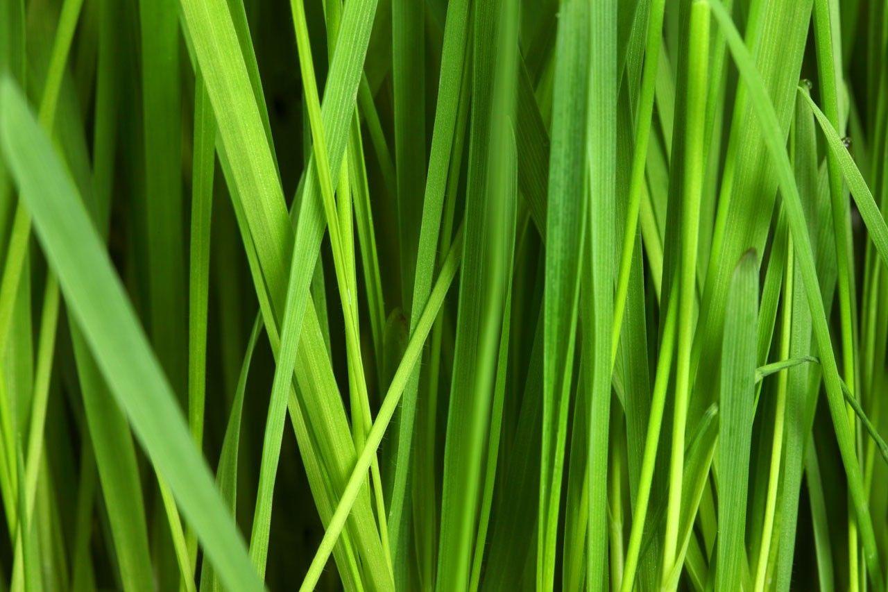 1280x853 abstract, Grass, Green, Nature, Pattern, Texture, Plants