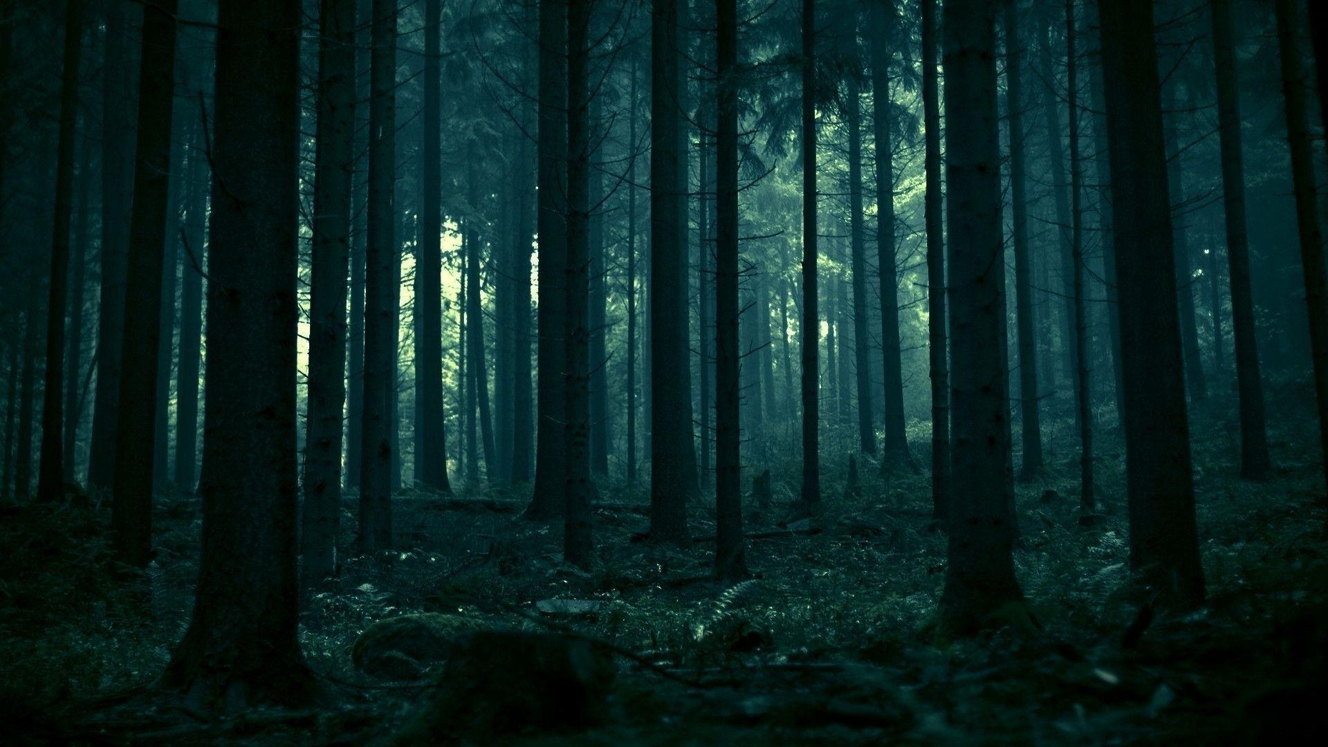 Dark Forest HD Wallpapers - Top Free Dark Forest HD Backgrounds -  WallpaperAccess