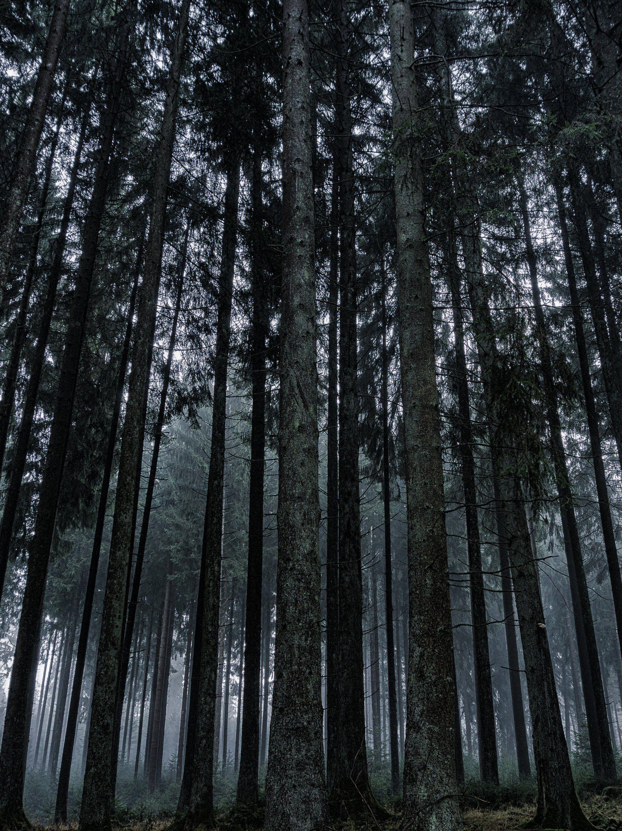 Dark Forest HD Wallpapers Top Free Dark Forest HD Backgrounds