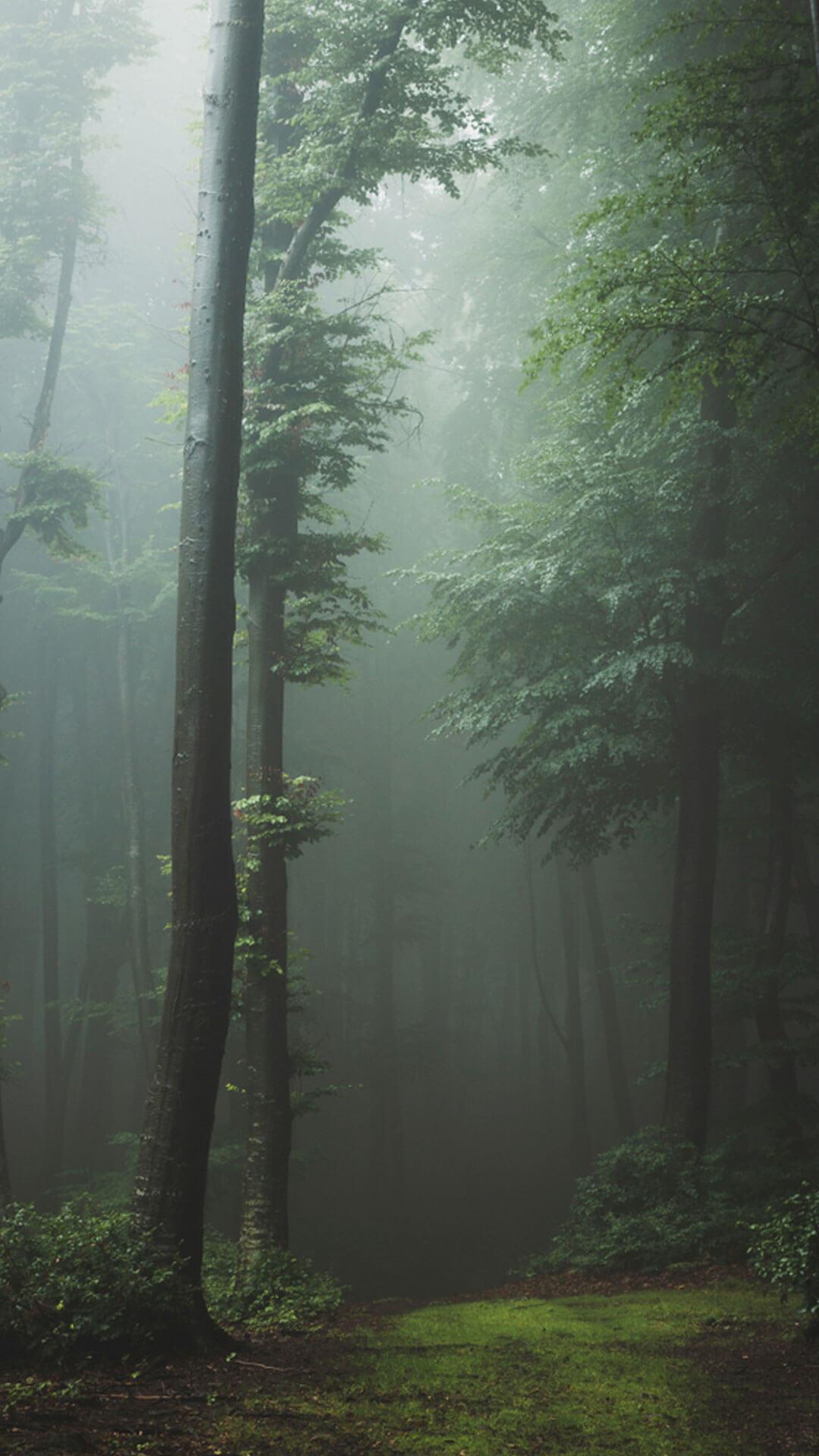 1080x1920 Dark Forest HD Wallpaper for Android