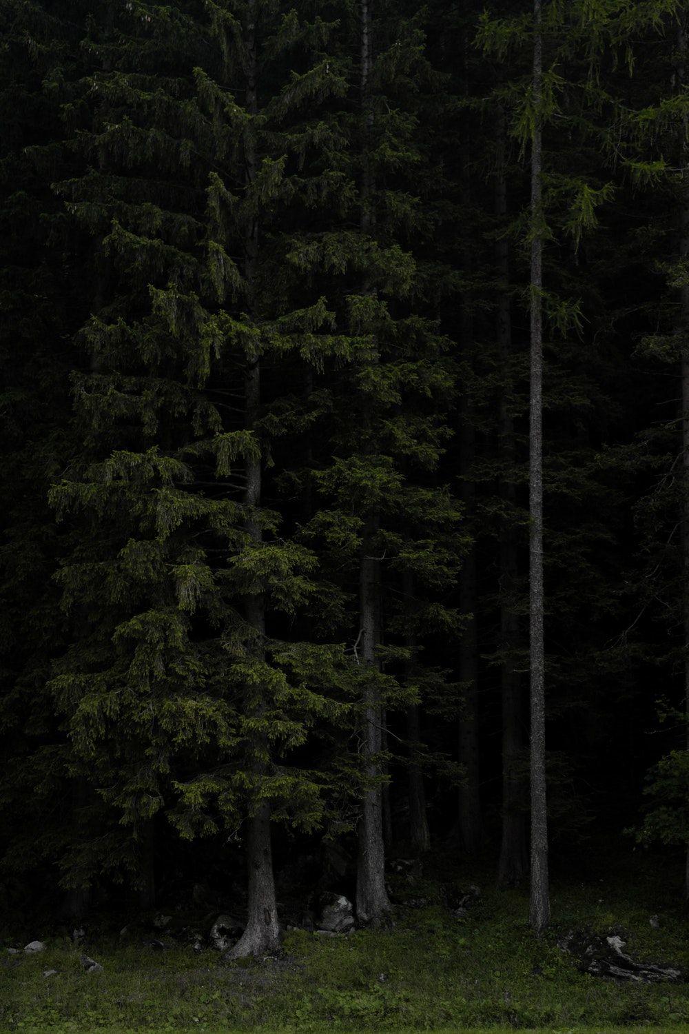 1000x1500 Dark Forest View wallpaper Gallery