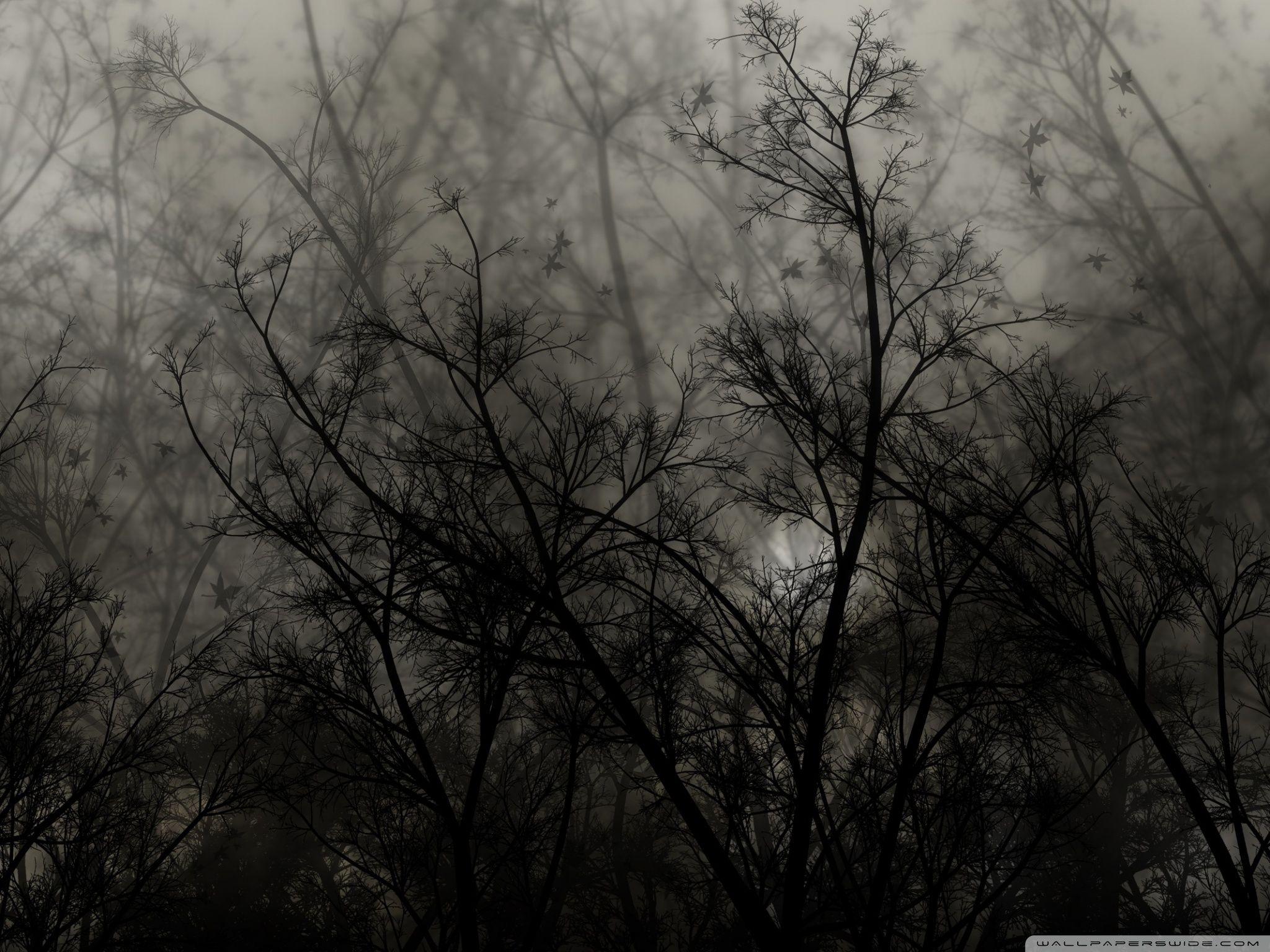 2048x1536 Dark Forest ❤ 4K HD Desktop Wallpaper for 4K Ultra HD TV