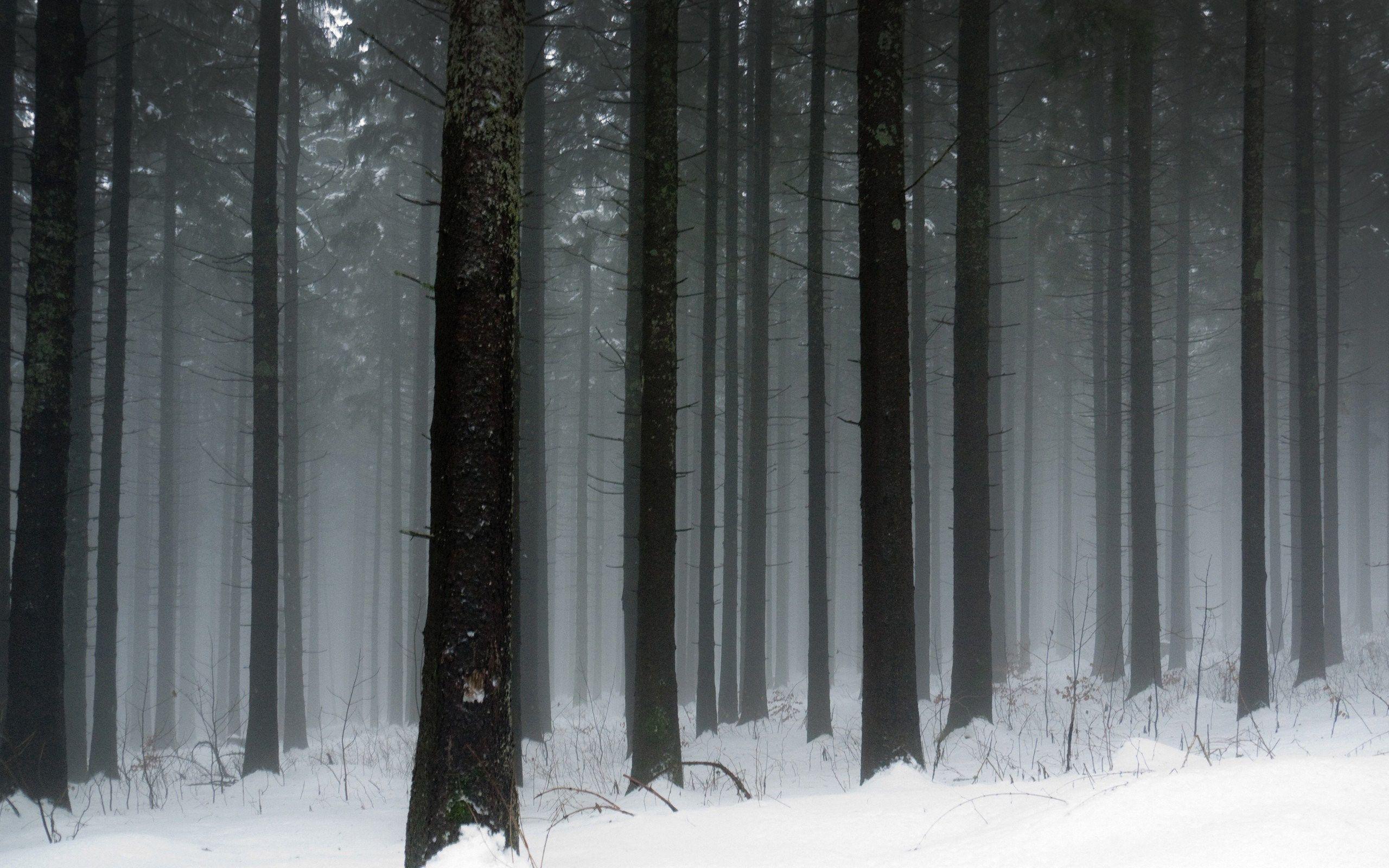 2560x1600 Snowy Dark Forest Wallpaper background picture