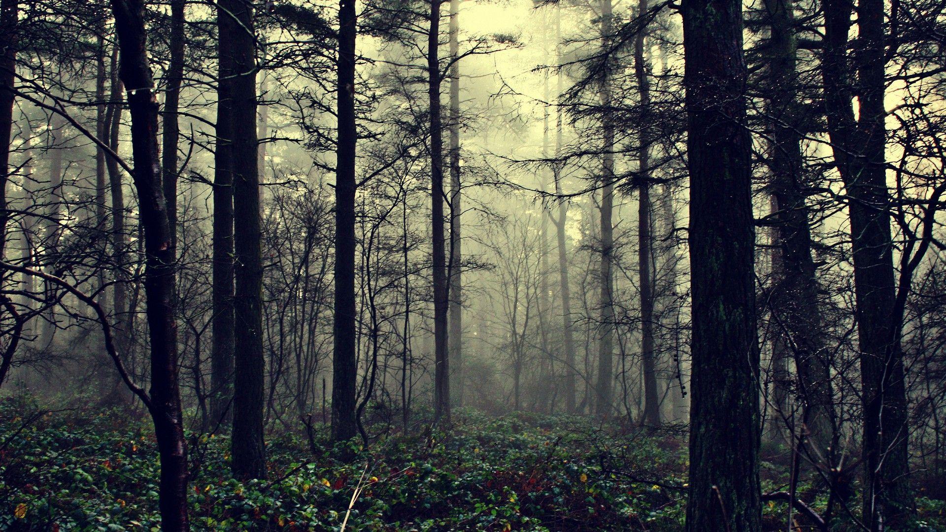 1920x1080 Dark Forest HD Wallpaper