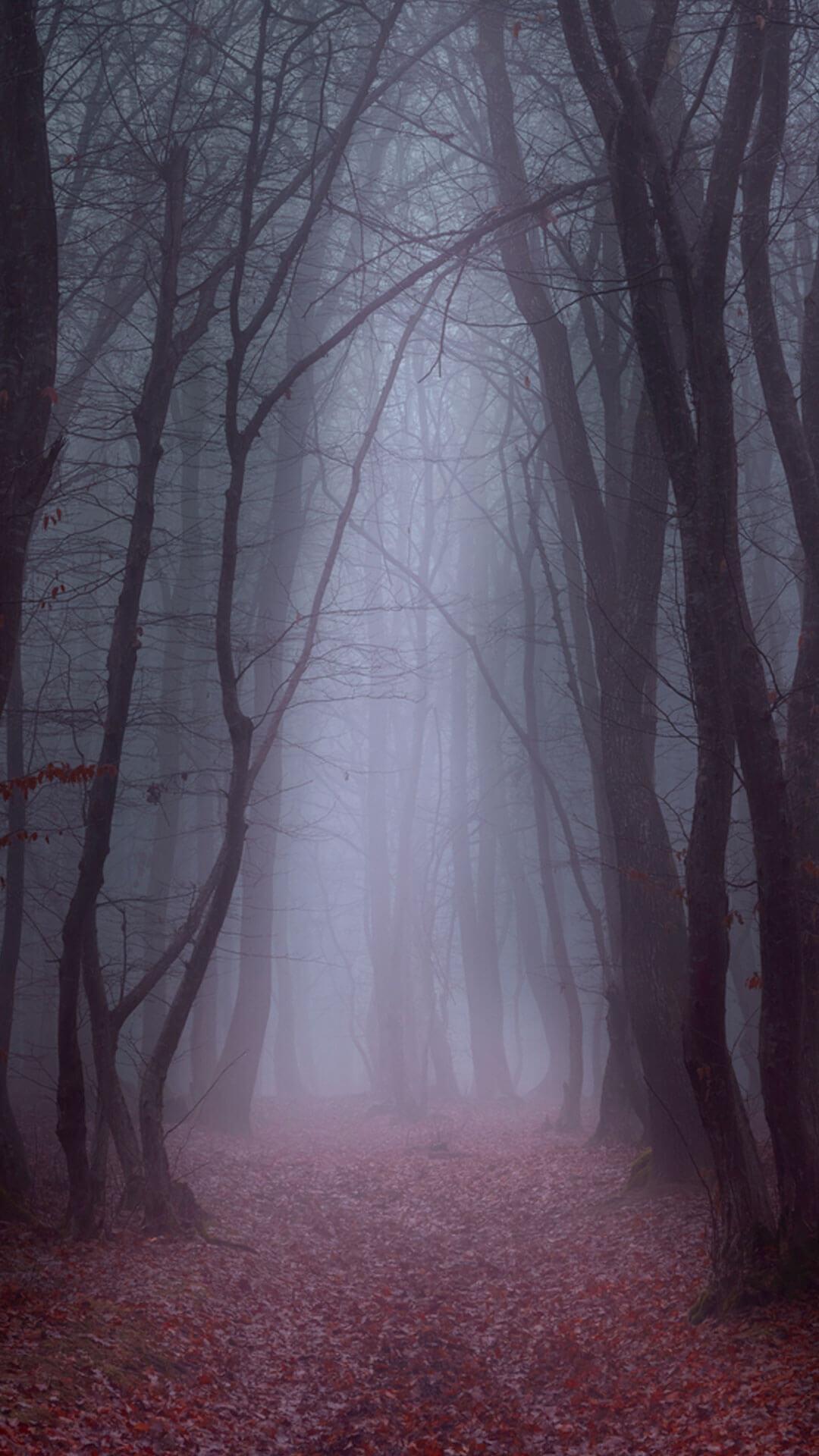 1080x1920 Dark Forest HD Wallpaper for Android