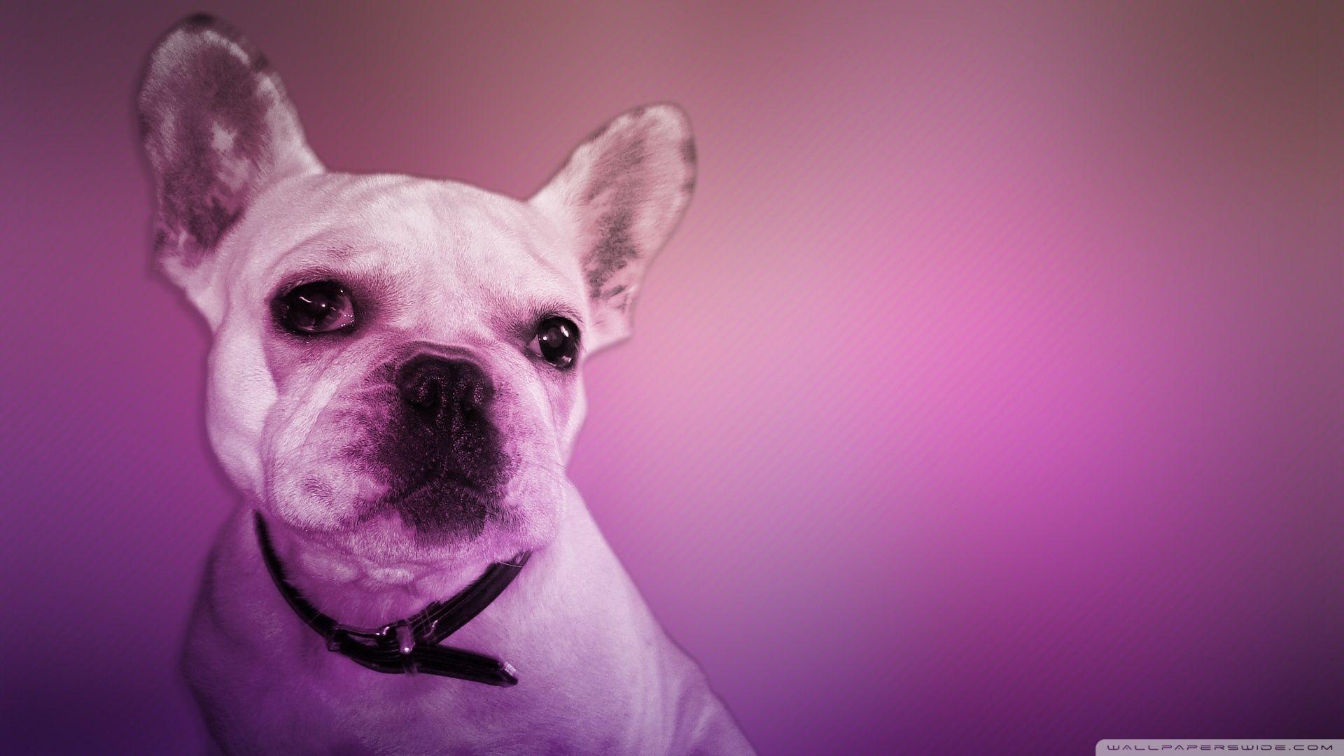 1920x1080 French Bulldog ❤ 4K HD Desktop Wallpaper for 4K Ultra HD TV
