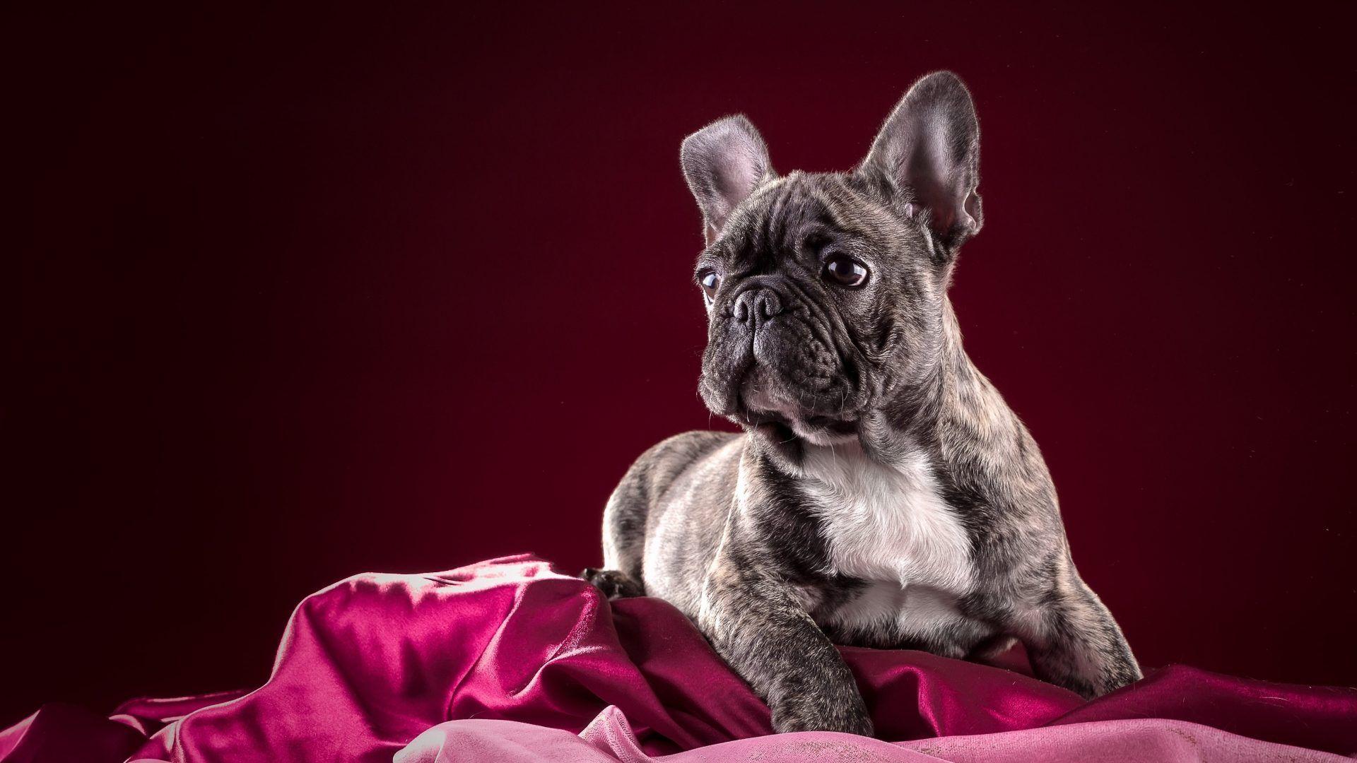 1920x1080 French Tag wallpaper: French Bulldog Puppy Image Wallpaper Baby