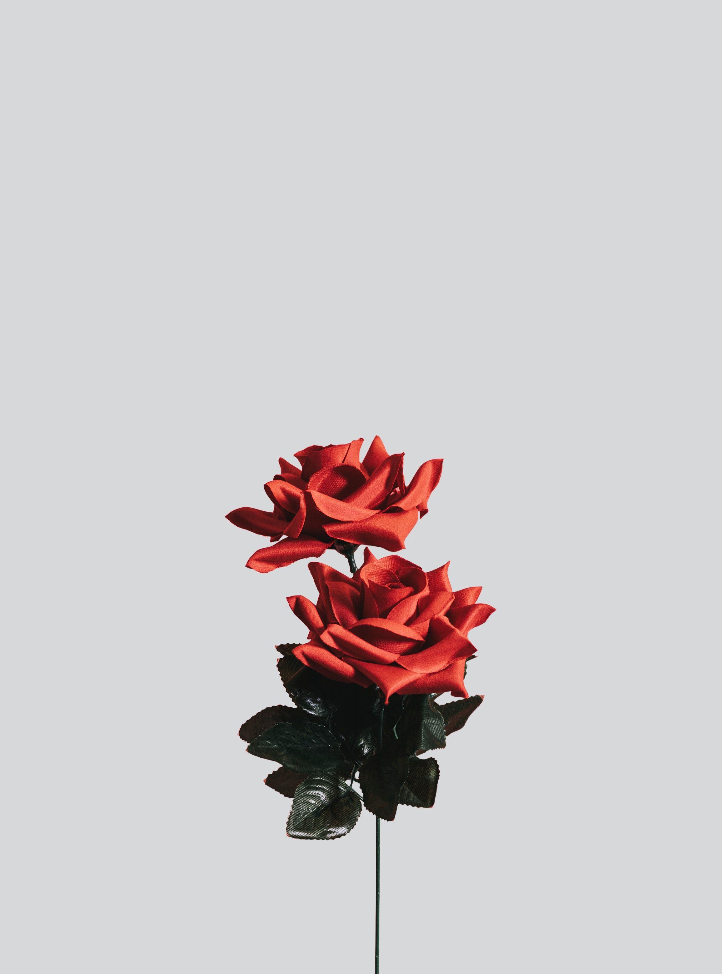 Minimalist Rose Wallpapers Top Free Minimalist Rose Backgrounds Wallpaperaccess