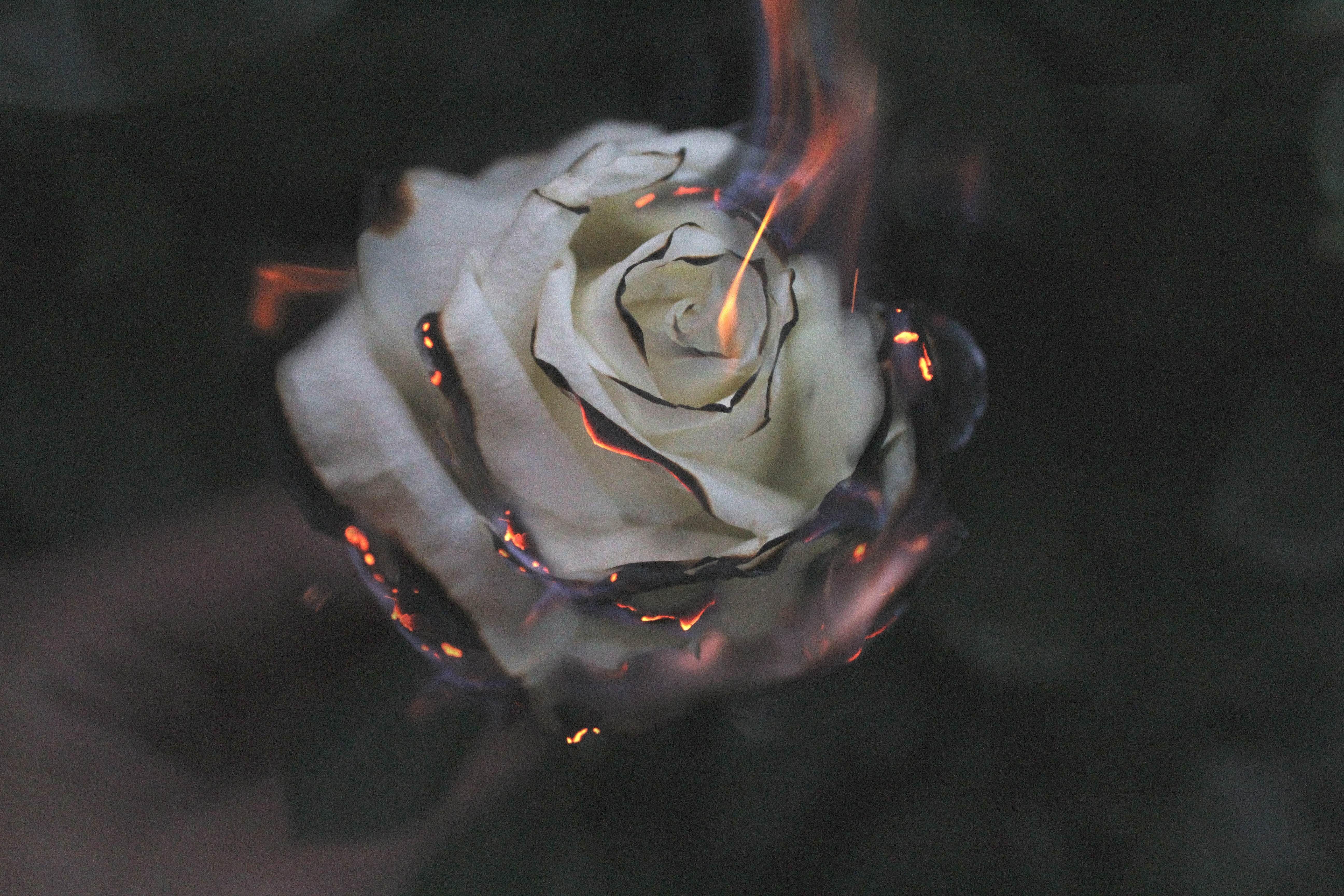 5184x3456 rose 4K wallpaper for your desktop or mobile screen free and easy