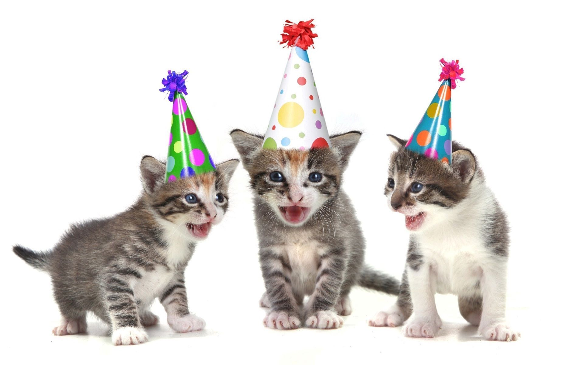 1920x1200 Birthday Cats Wallpaper