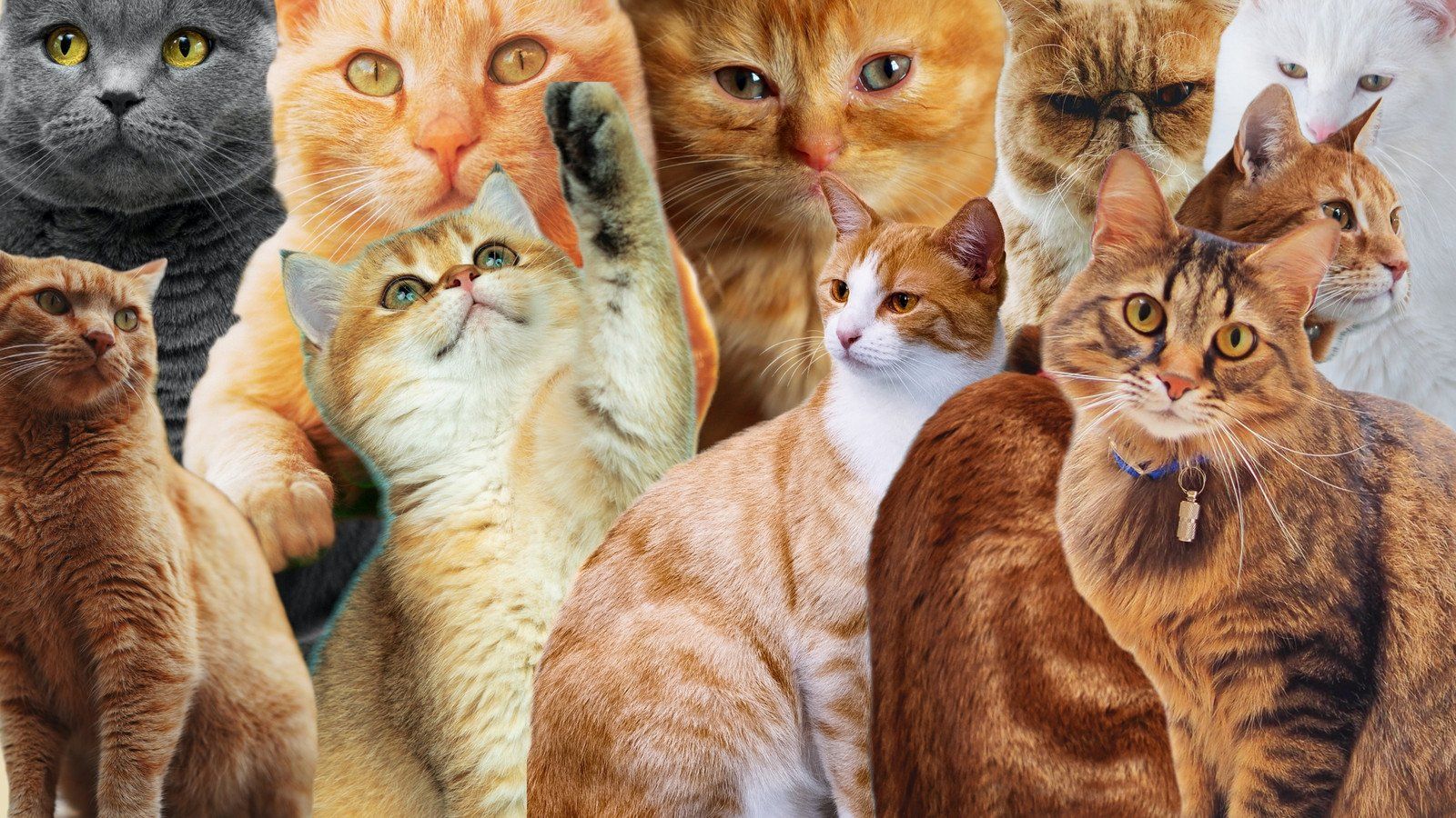 1600x900 Cat Desktop Wallpaper Templates Online