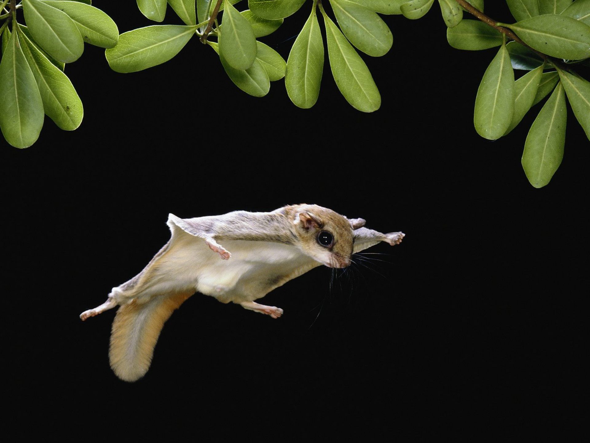 1920x1440 Download wallpaper leaves, flight