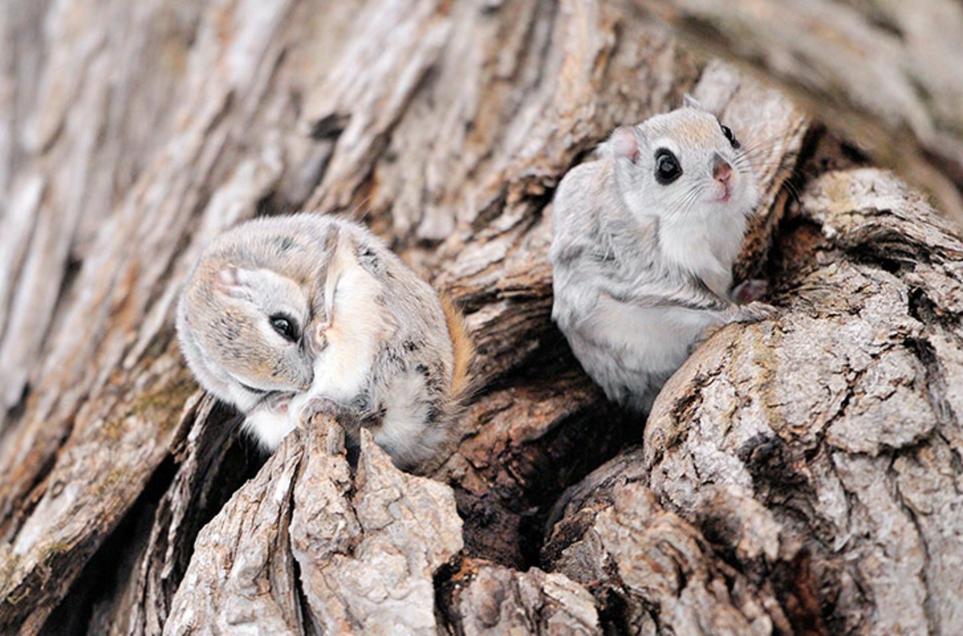 1920x1269 Japan Animal Flying Squirrel HD Wallpaper