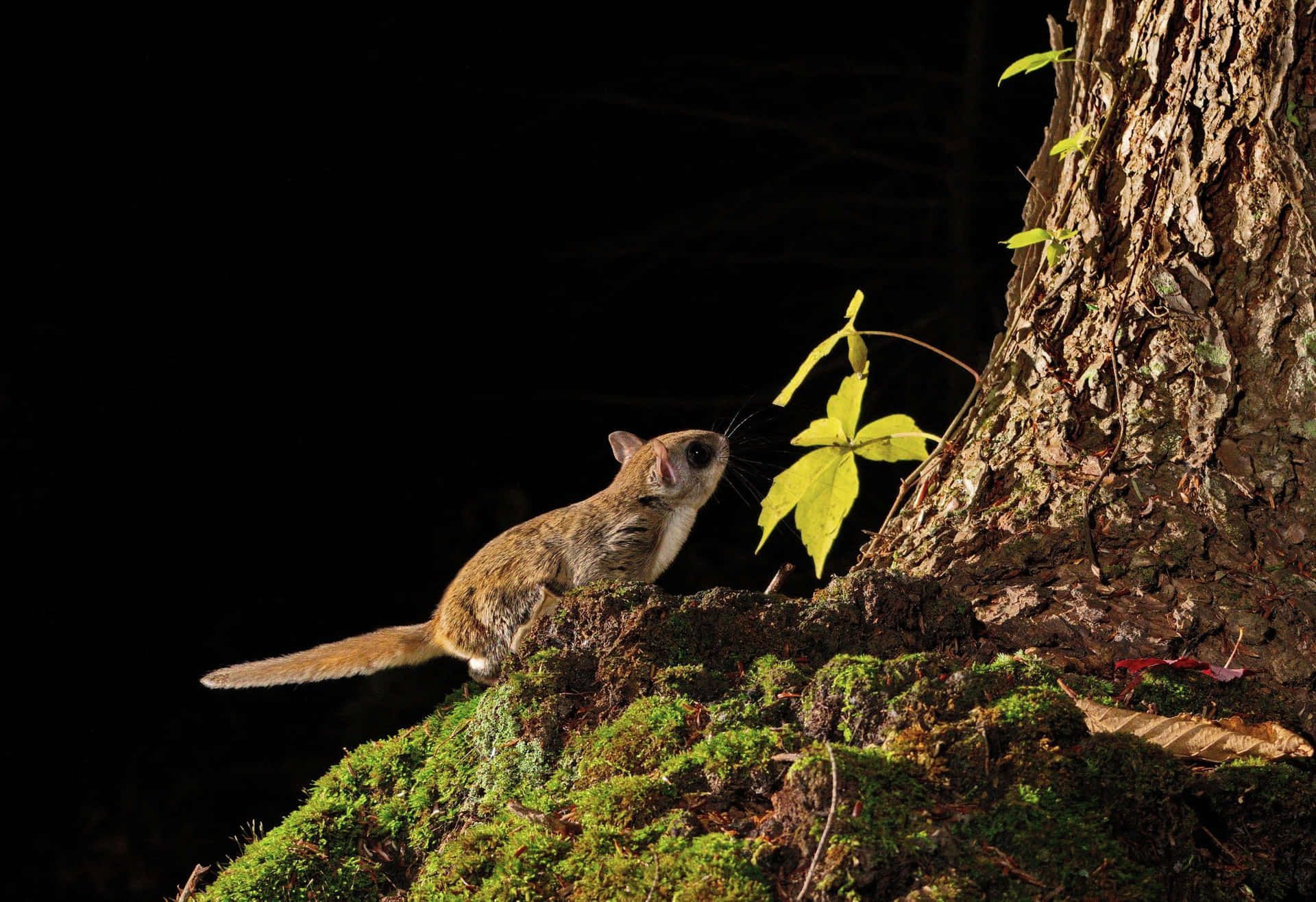 1920x1316 Flying Squirrel Wallpaper