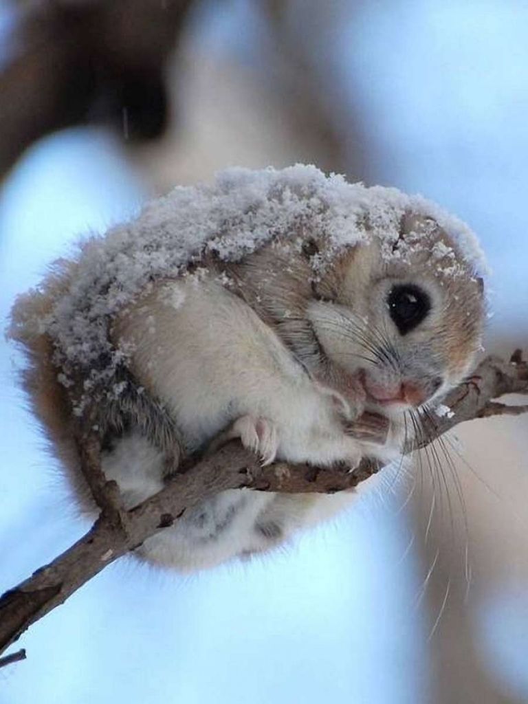 768x1024 Japanese Dwarf Flying Squirrel HD picture