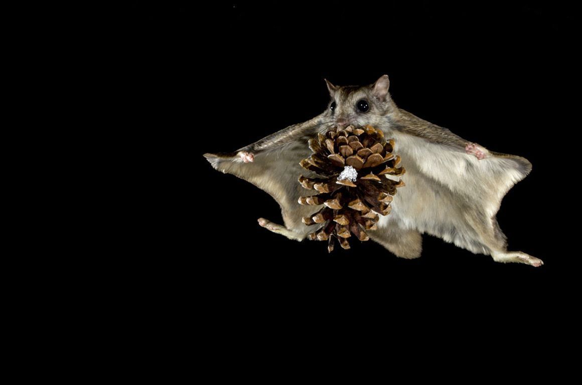 1160x768 Flying Squirrels