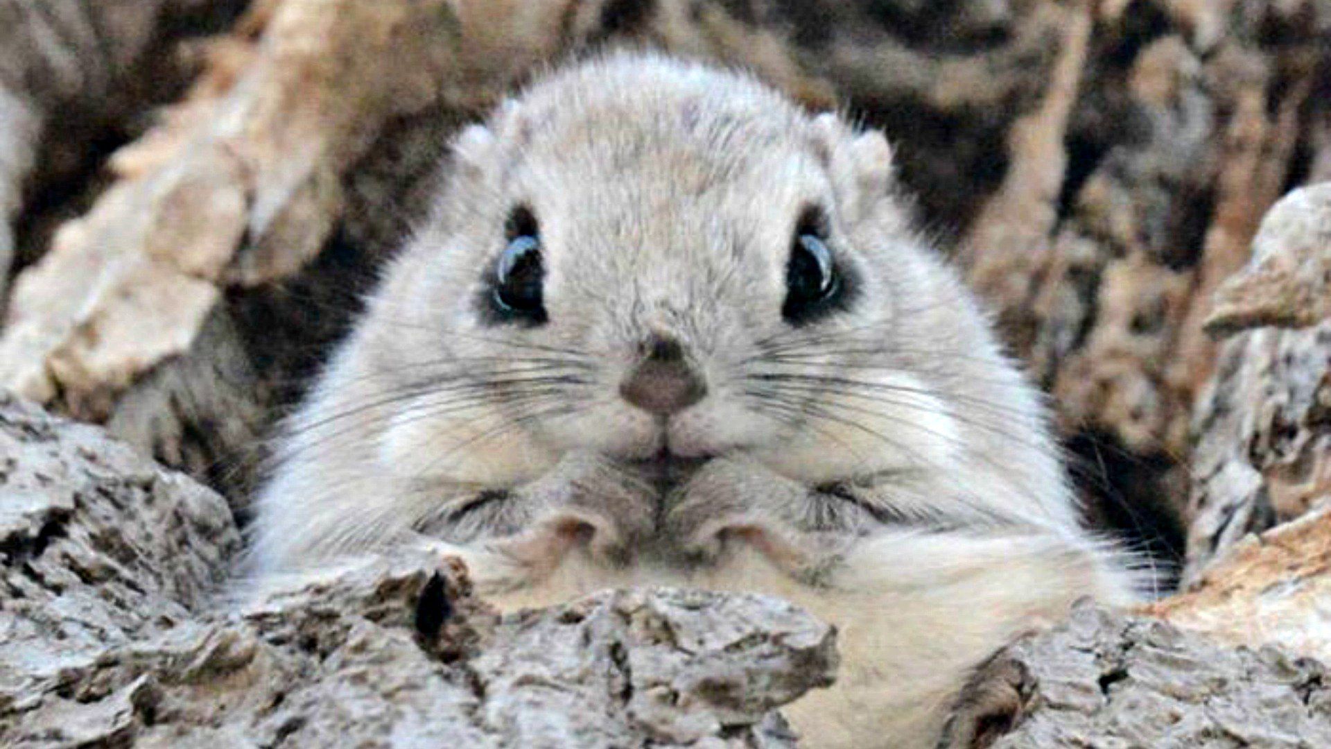 1920x1080 Siberian Flying Squirrel wishes