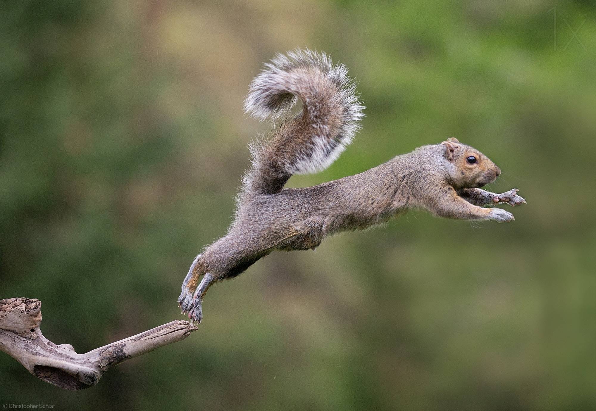 2000x1381 The Balancing Squirrel