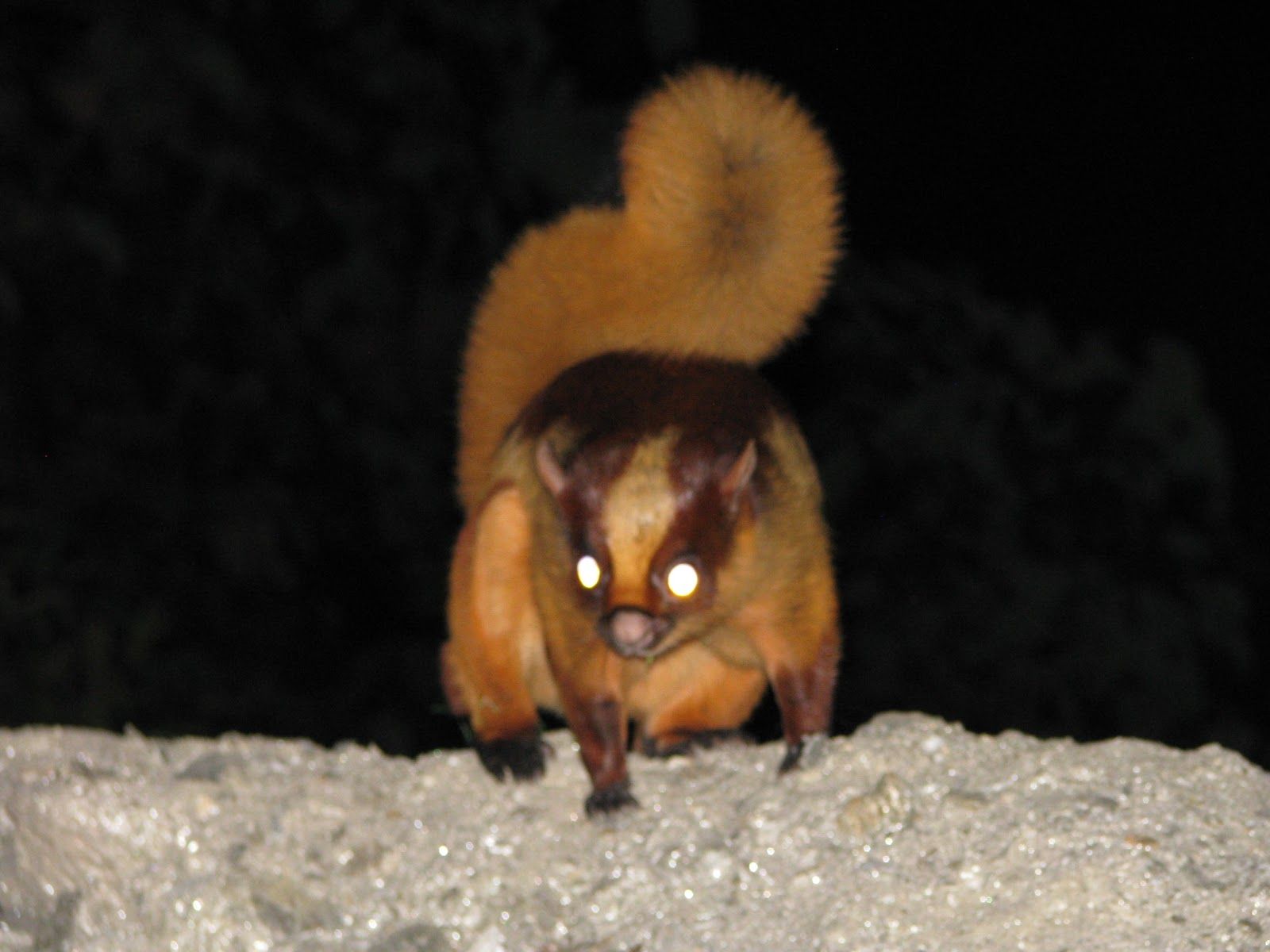 1600x1200 Flying Squirrel