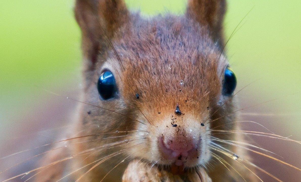 1192x720 Flying Squirrels: A Survival Guide