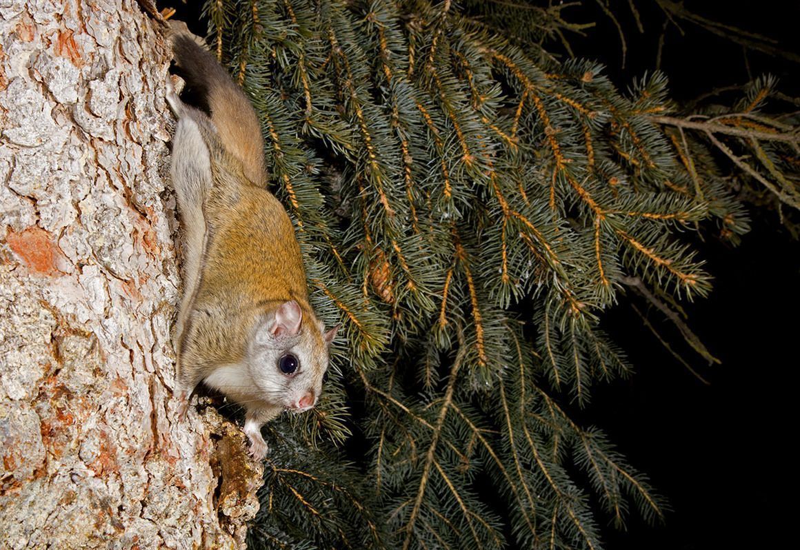 1160x798 Japanese Squirrel Wallpaper