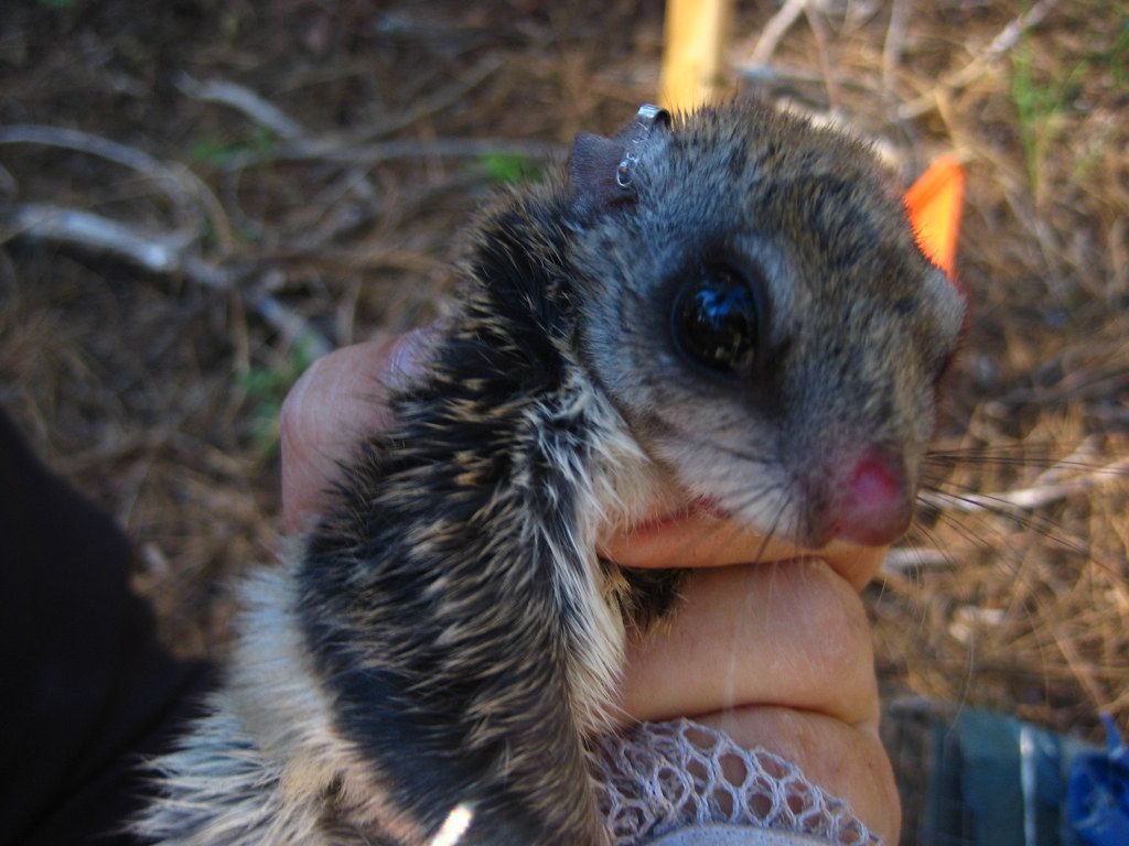 1024x768 Northern flying squirrel