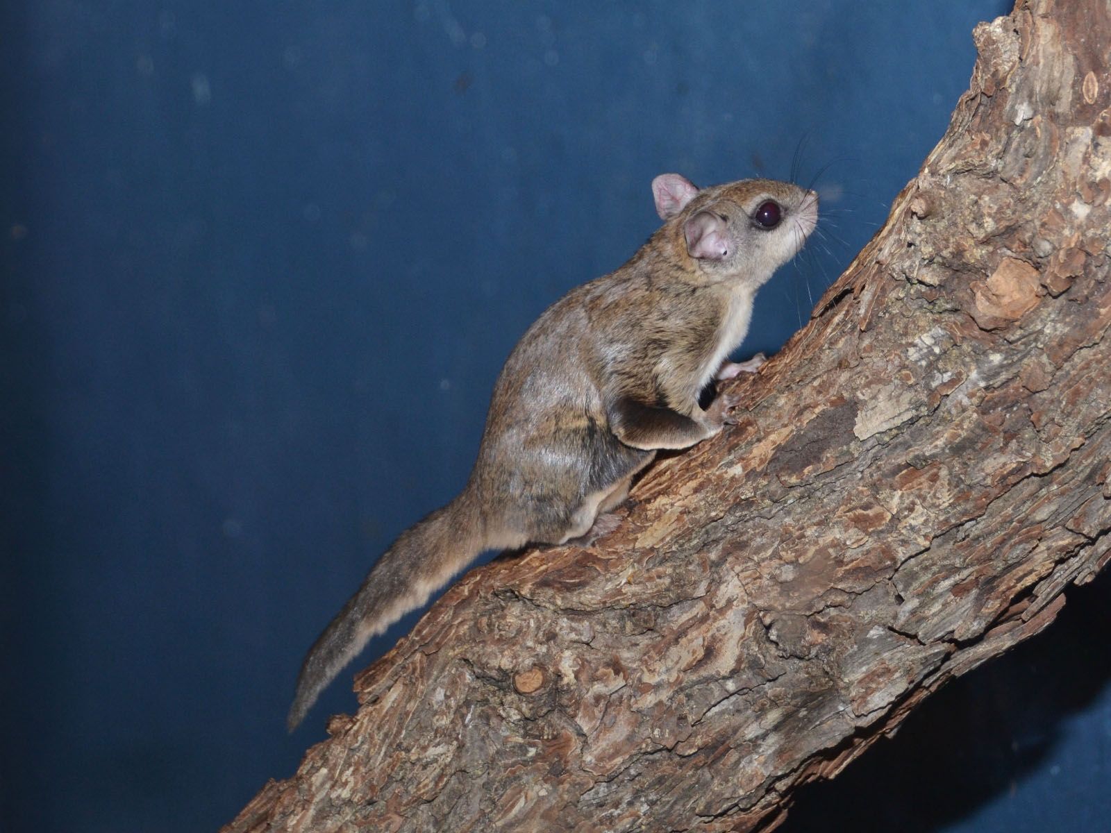 1600x1200 The Online Zoo Flying Squirrel