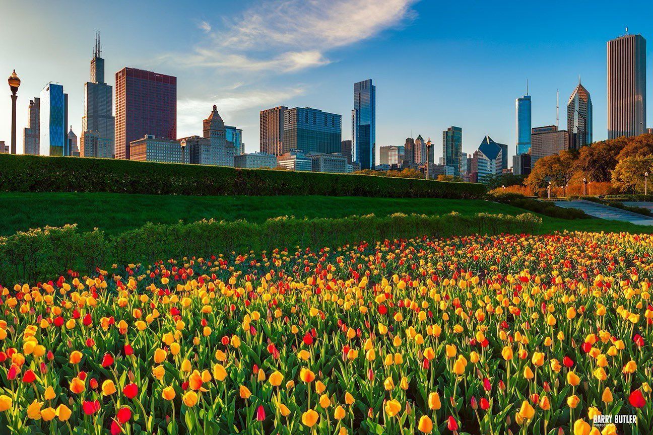 1296x864 Barry Butler Photography on X: Tulips