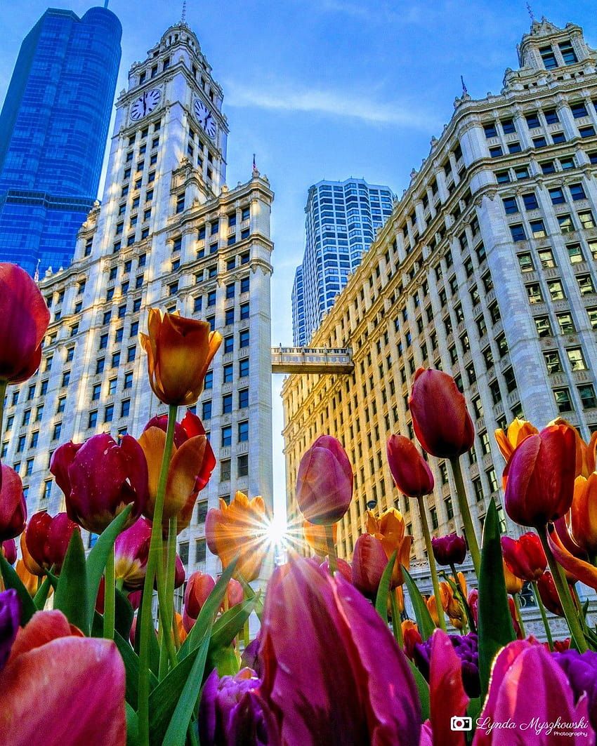850x1063 Chicago spring HD wallpaper