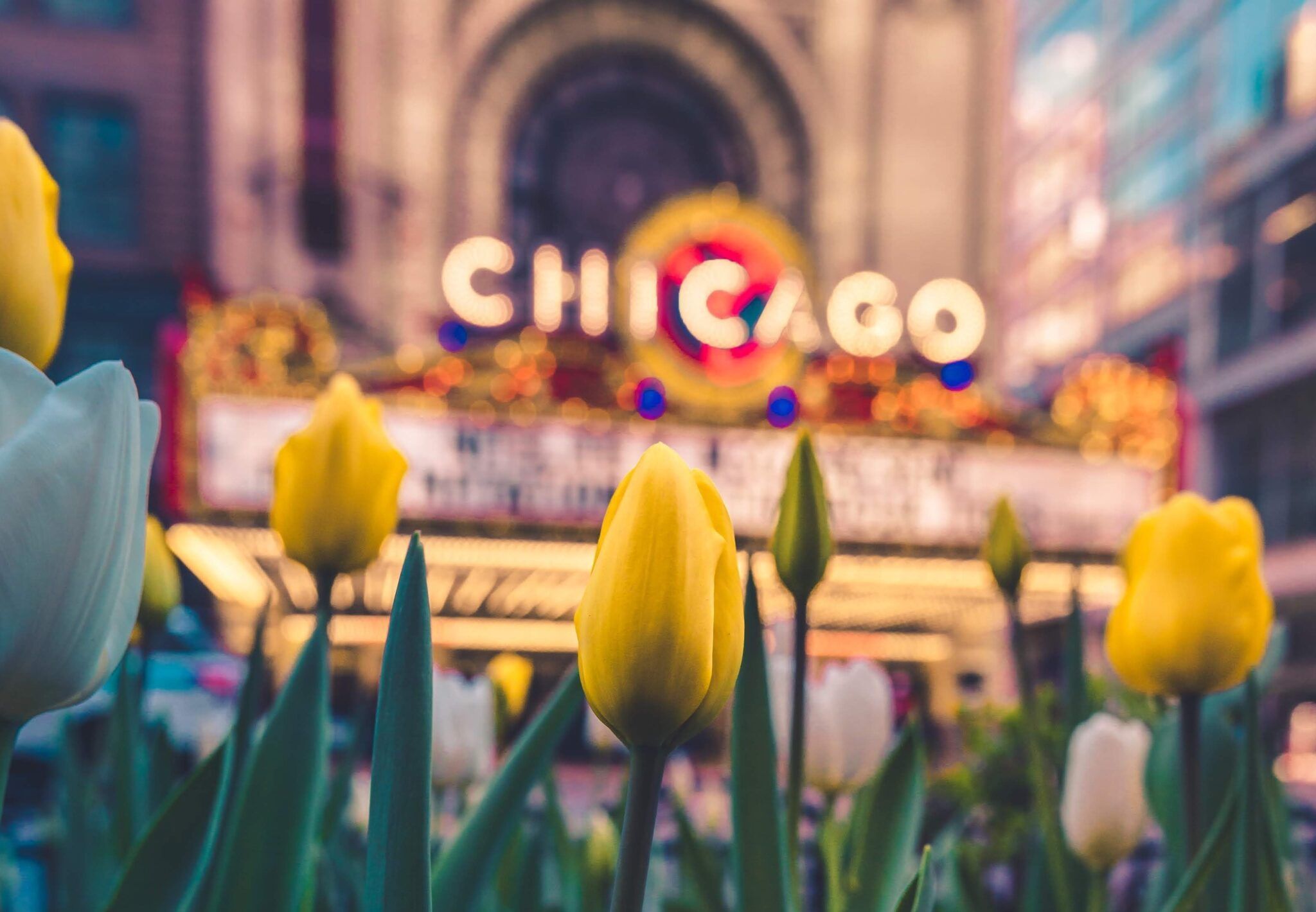2048x1420 Blooming Beauties: Exploring Chicago's