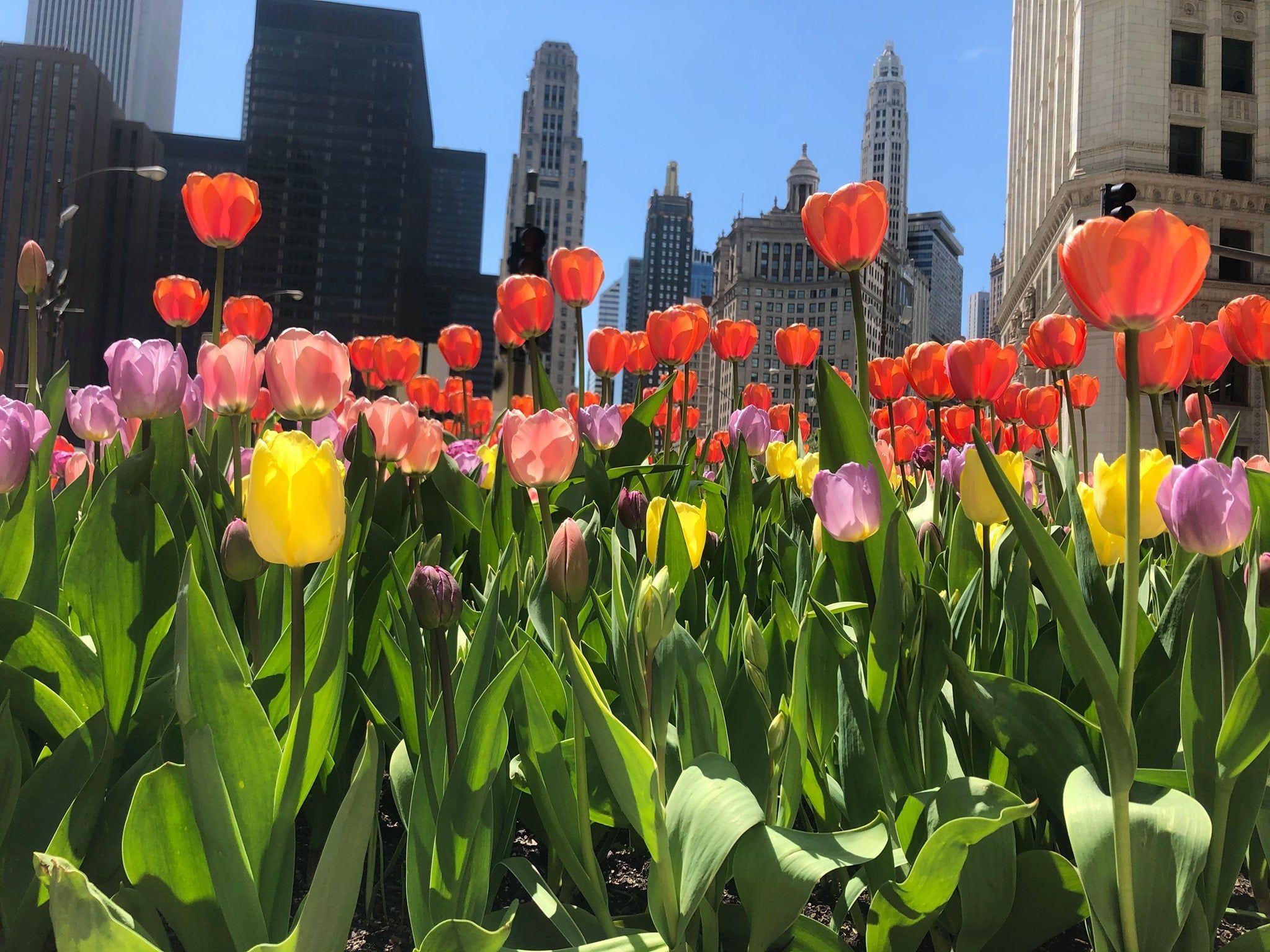 2048x1536 downtown today- Tulips in full bloom