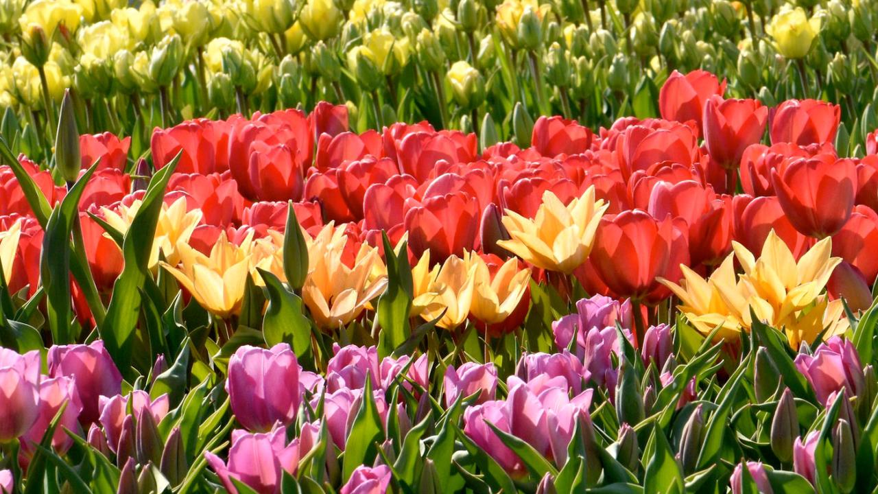 1280x720 Chicago Botanic Garden