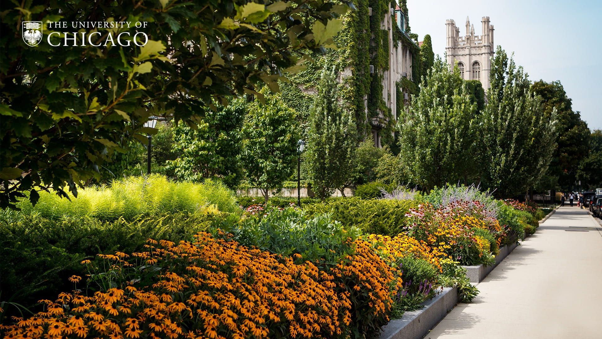 1920x1080 Campus Zoom Background. UChicago