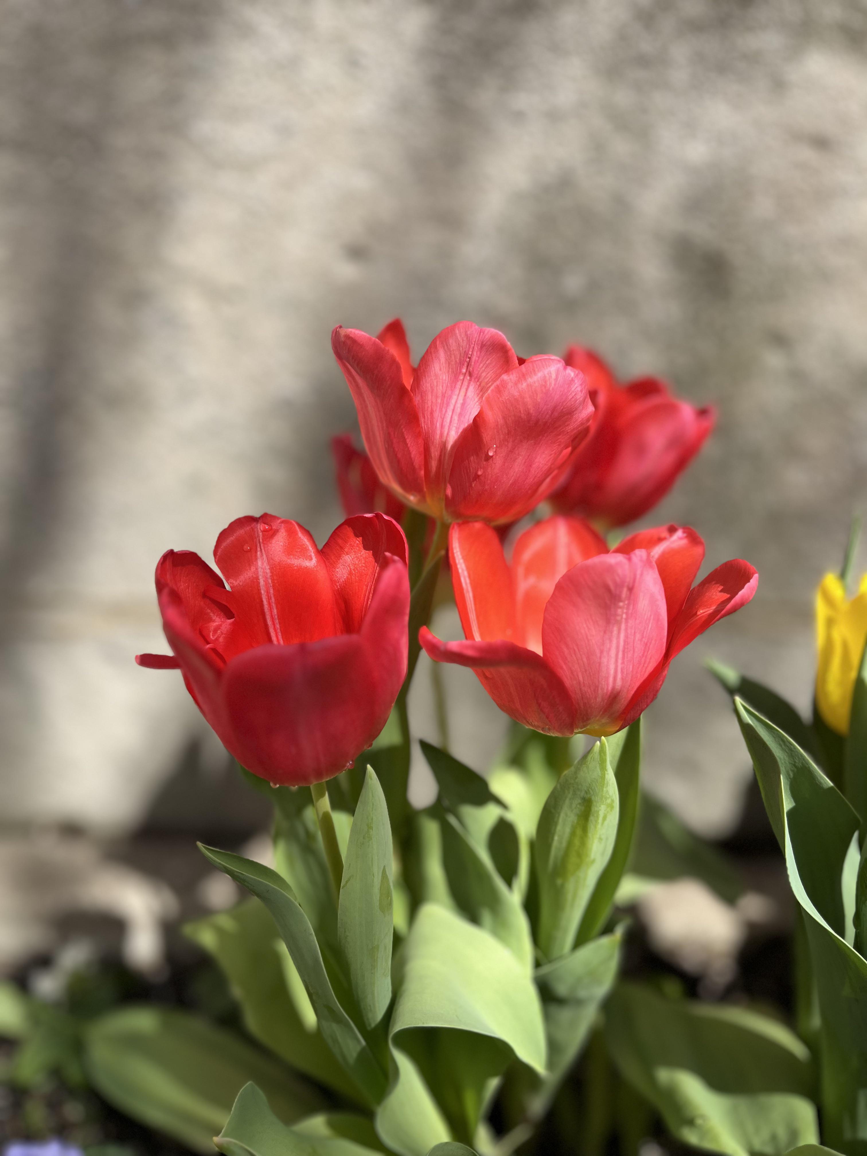 3024x4032 My first spring in Chicago