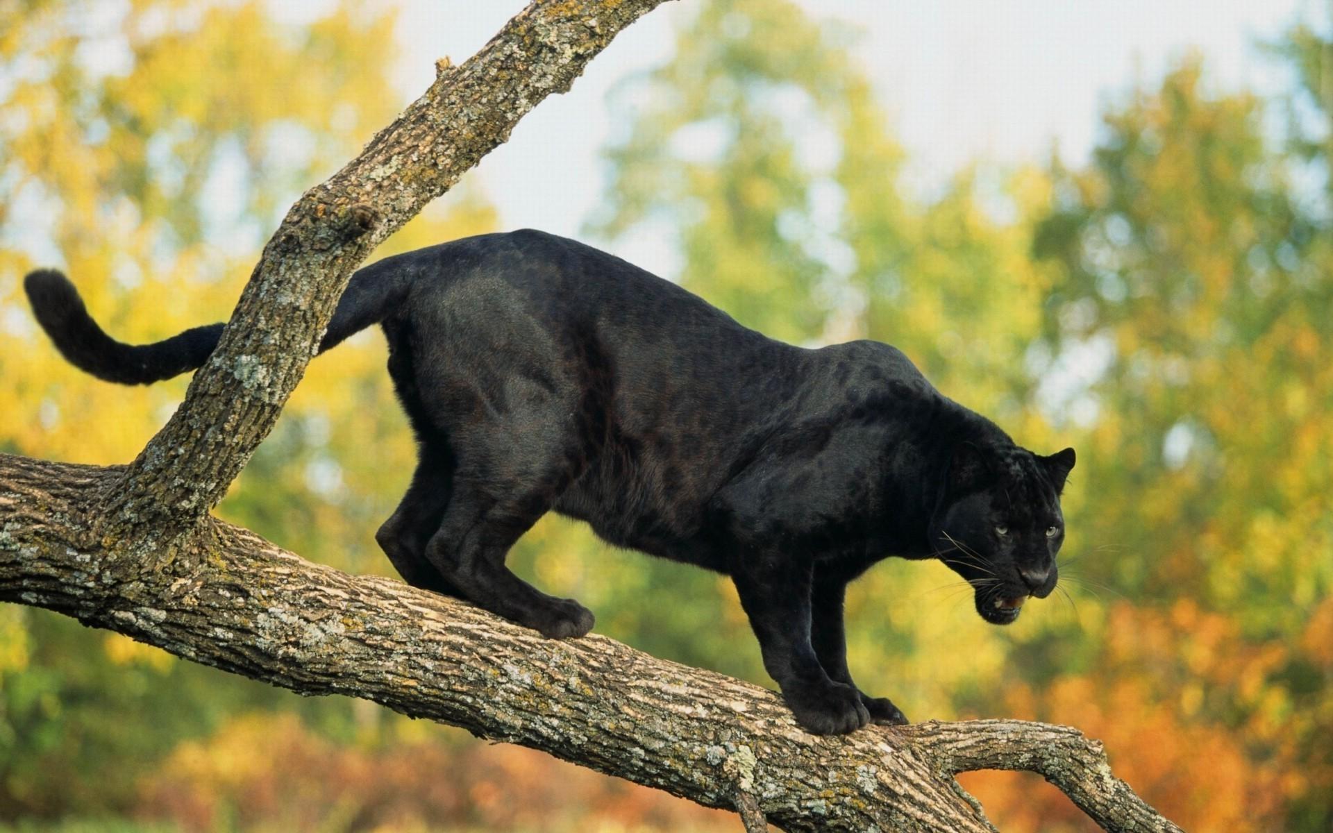 1920x1200 Beautiful Panther HD desktop wallpaper : Widescreen : High