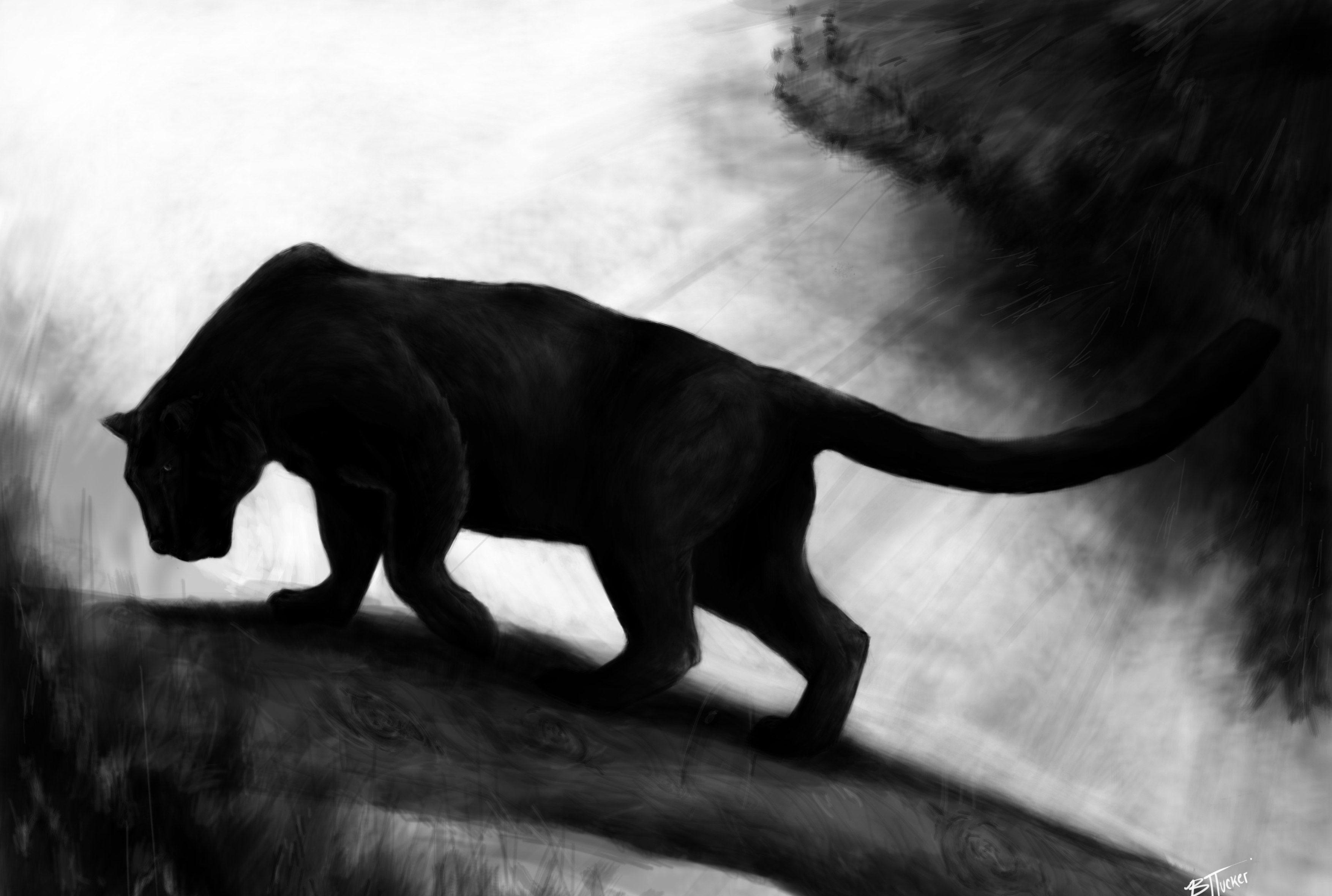 Beautiful Panther Wallpapers - Top Free Beautiful Panther Backgrounds