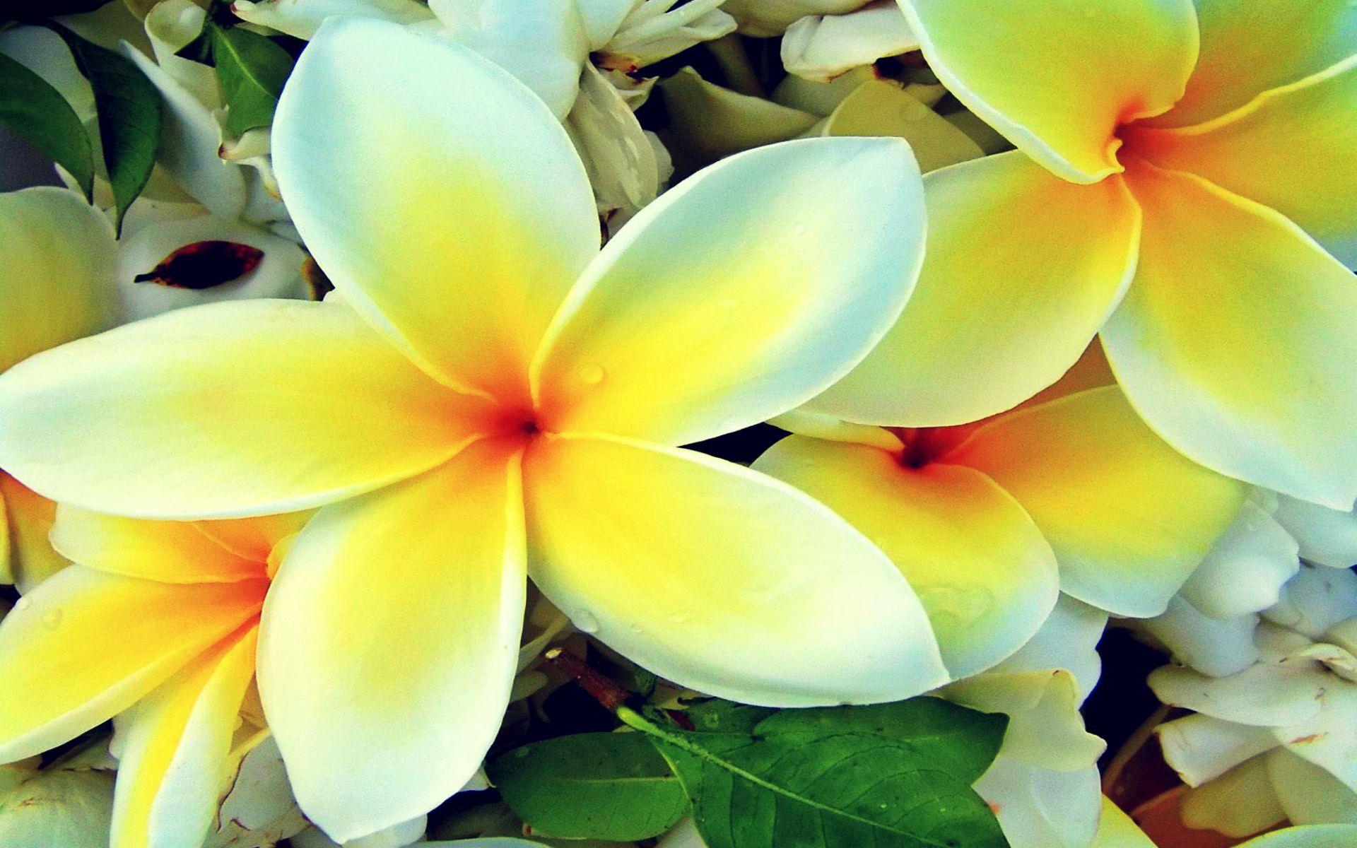 1920x1200 HD Hawaiian Flowers Wallpaper and Photo. HD Flowers