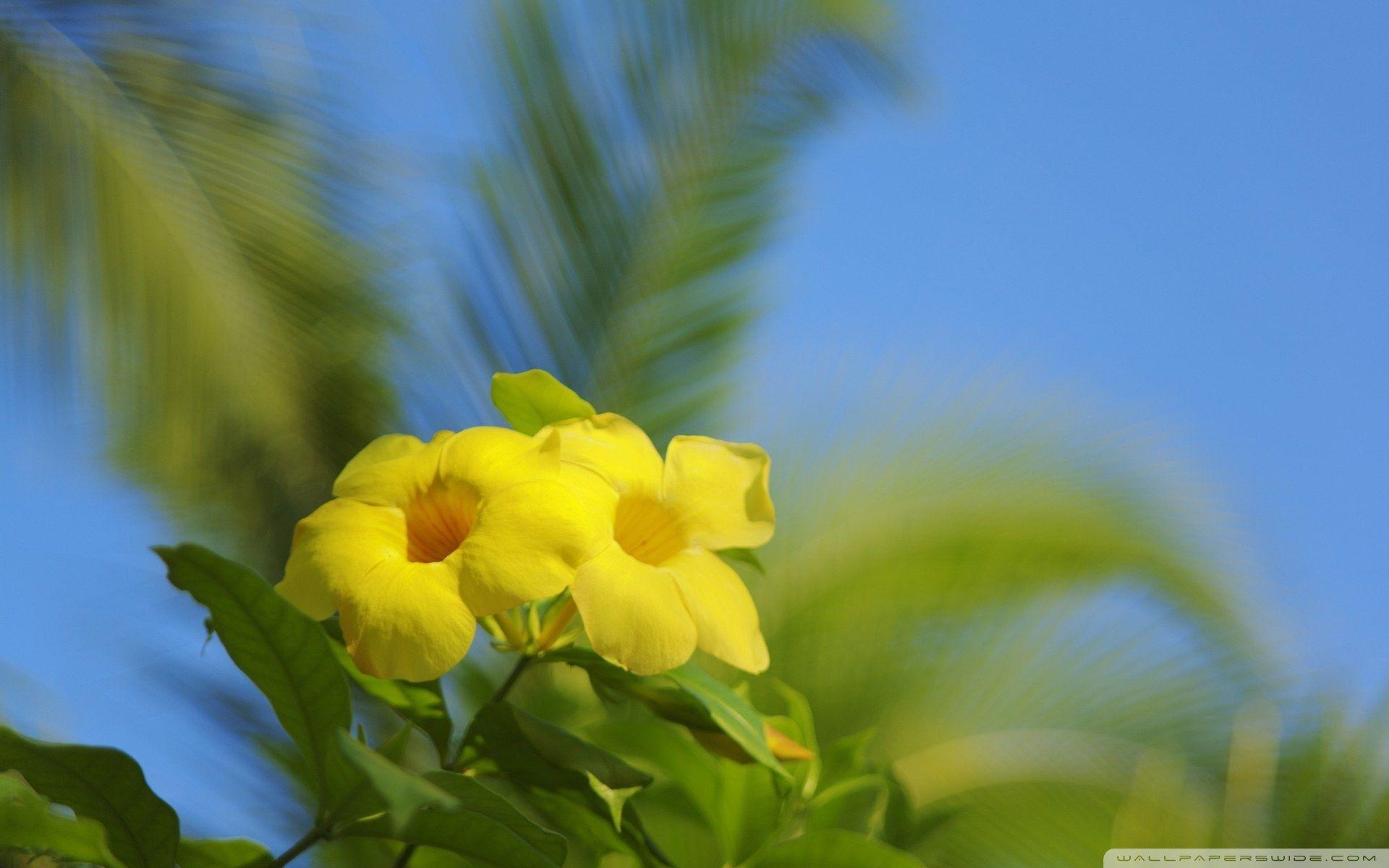 1920x1200 Hawaiian Flowers ❤ 4K HD Desktop Wallpaper for 4K Ultra HD