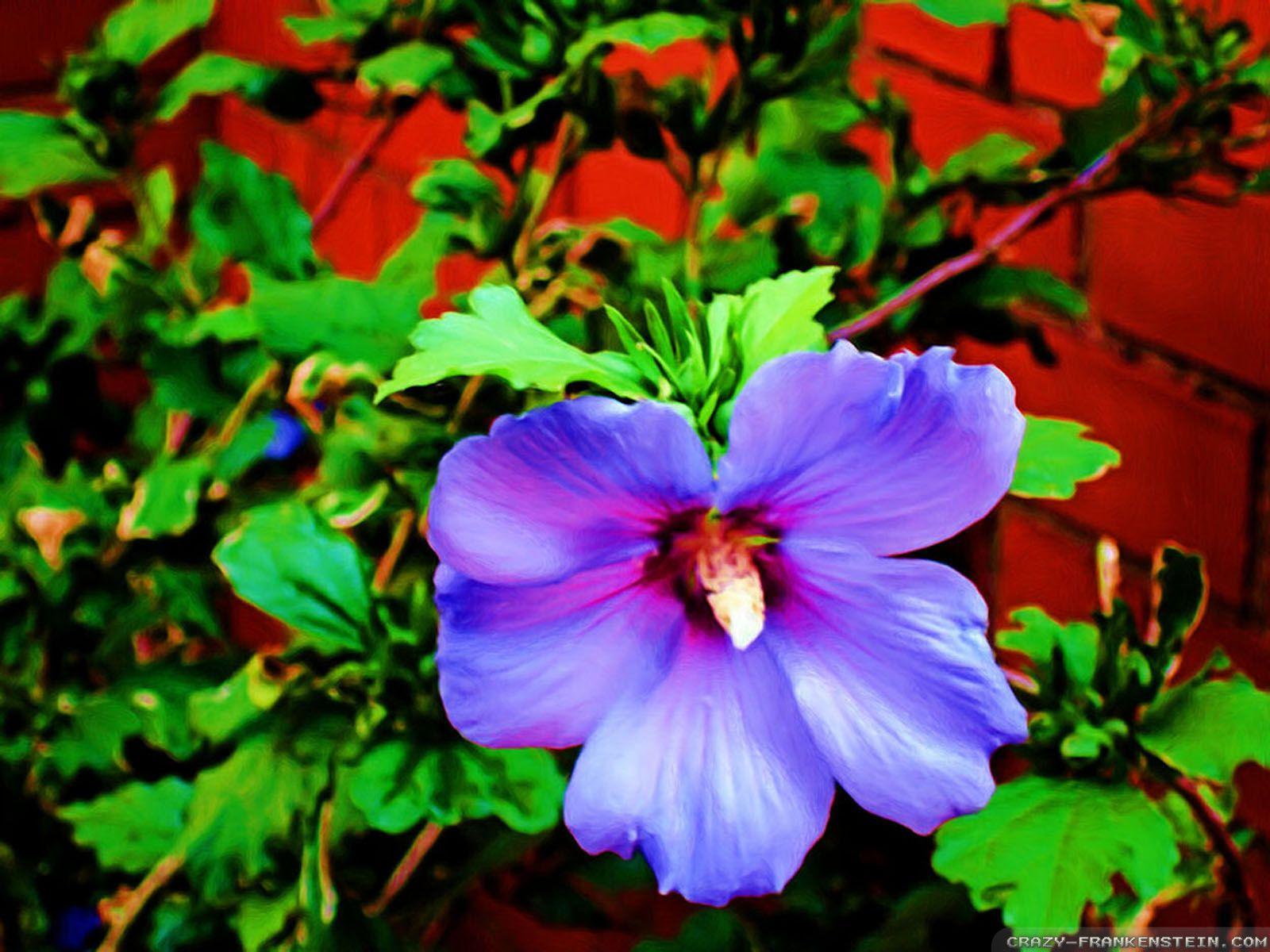 1600x1200 Flowers Hawaii wallpaper