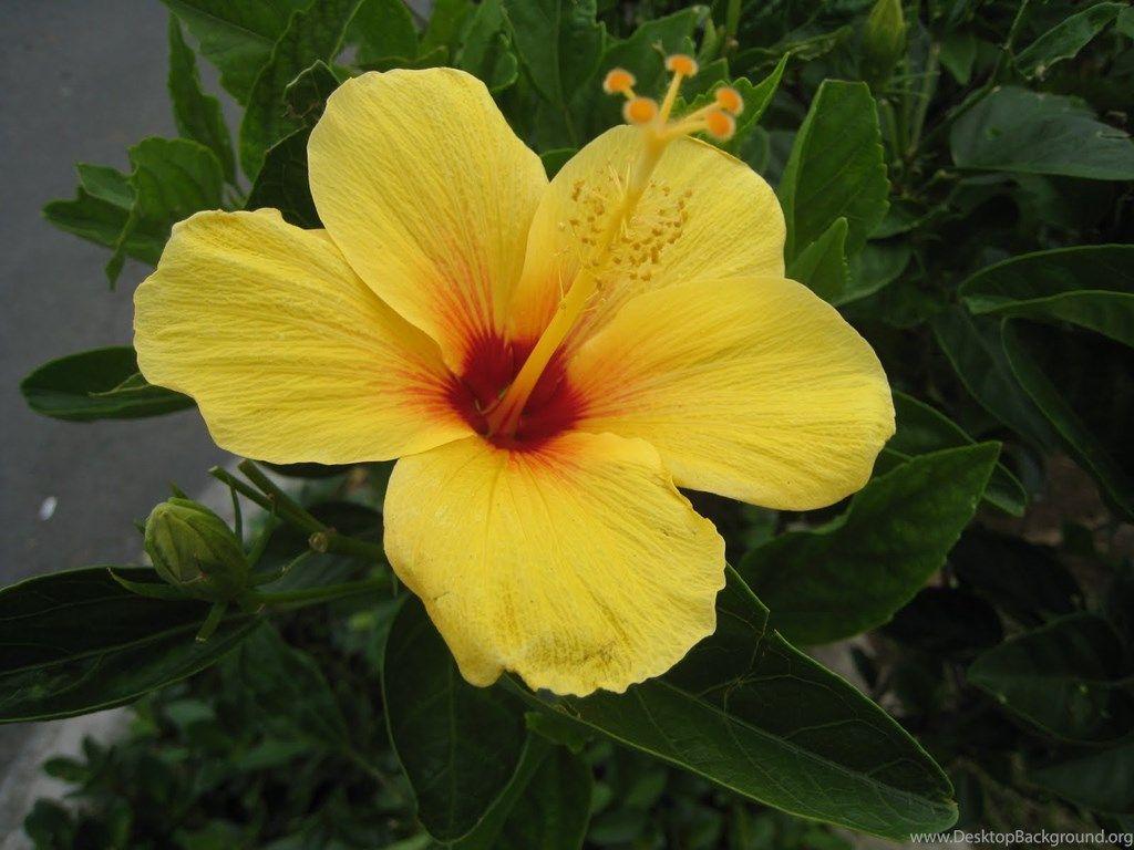1024x768 Hawaii Flower Wallpaper 648071 Desktop Background