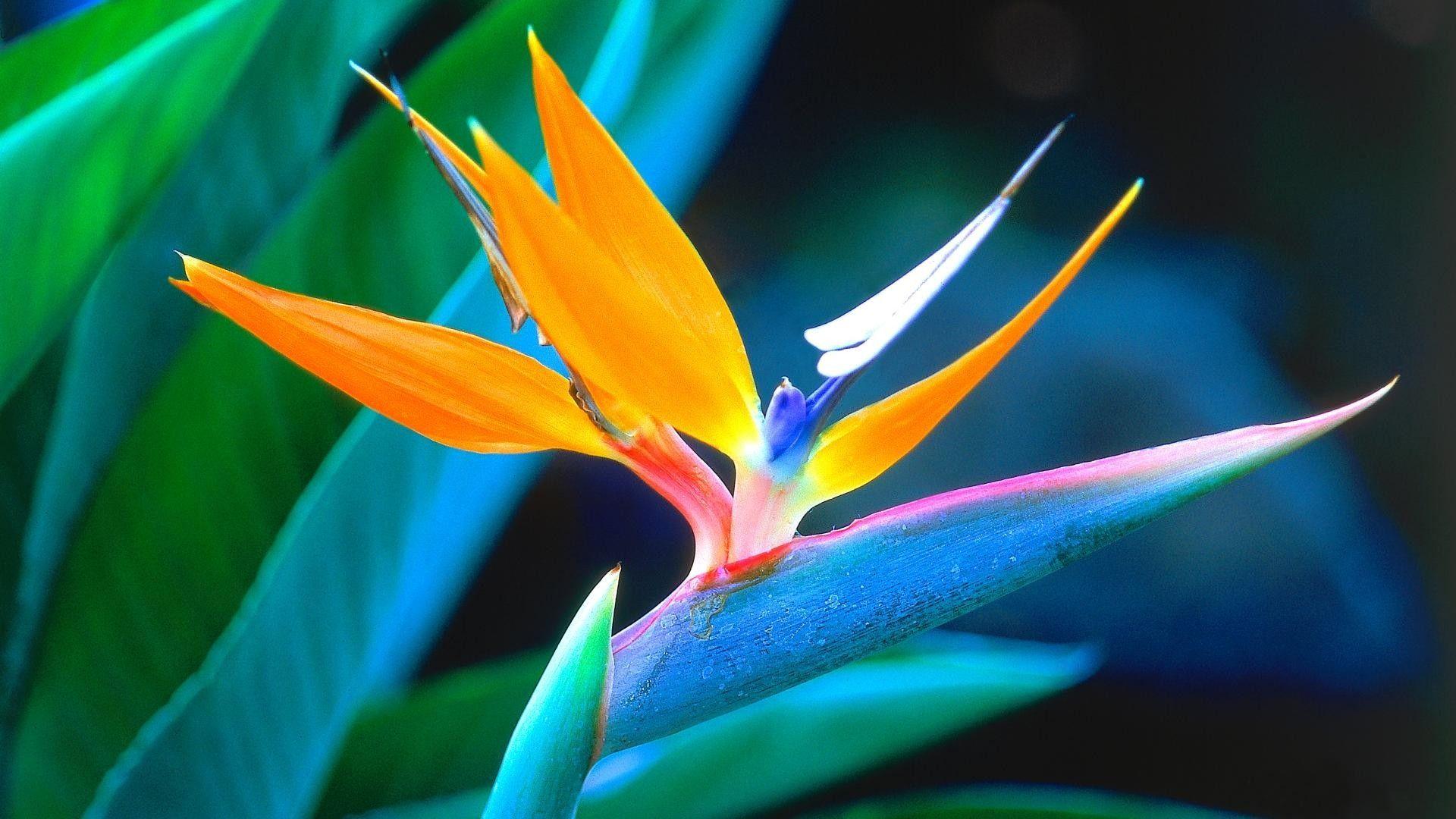 1920x1080 flowers hawaii bird of paradise 1920x1080 wallpaper High