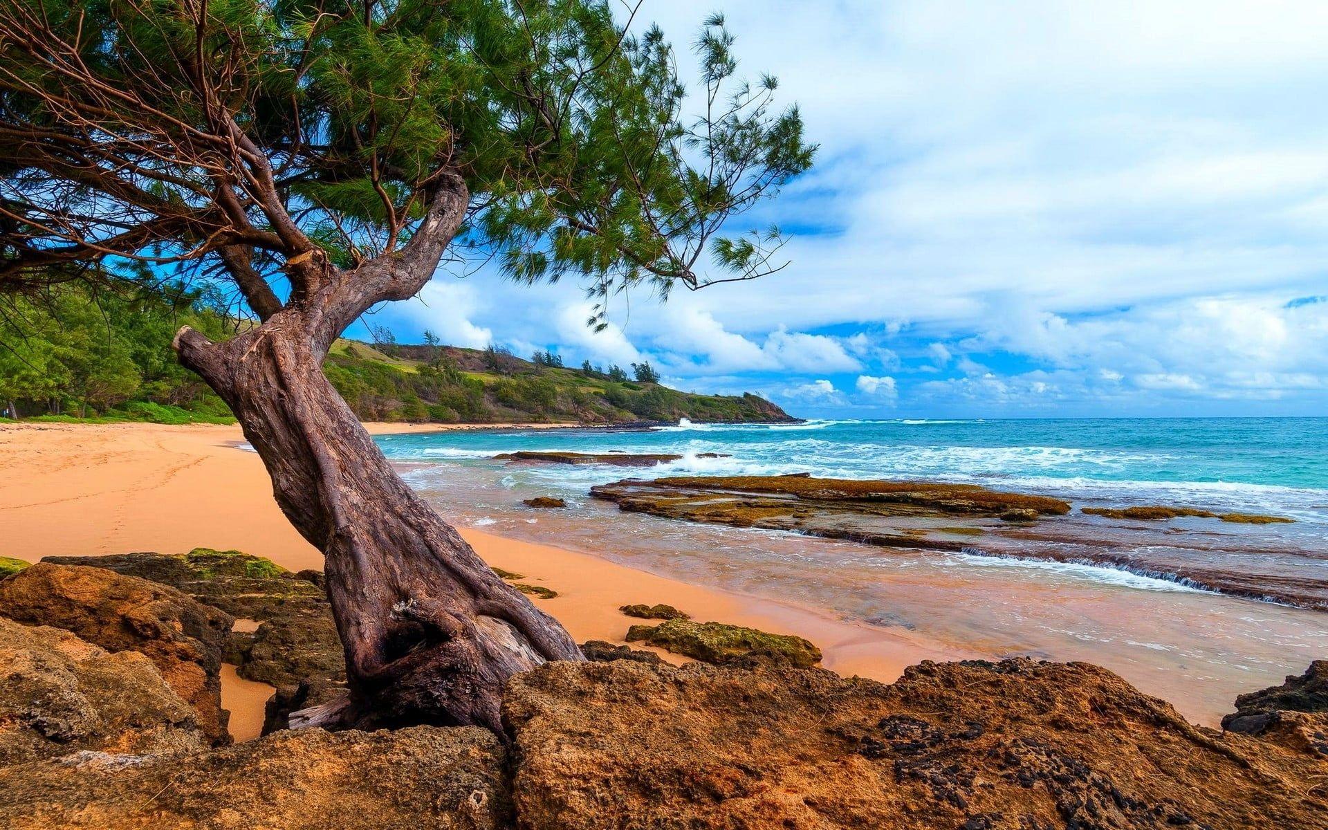 1920x1200 Green leafed tree, landscape, nature, Kauai, Hawaii HD